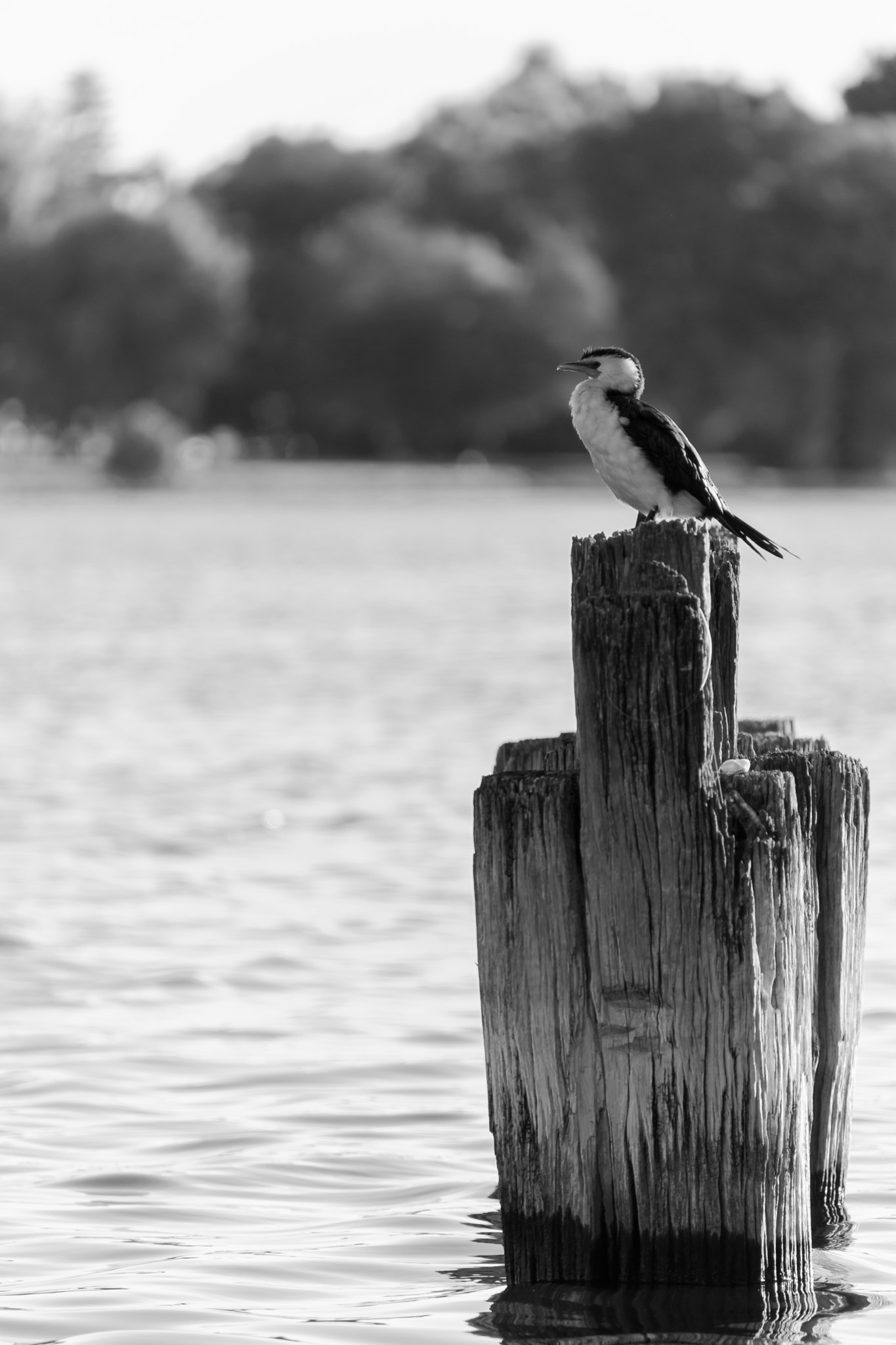 Nikon D7200 sample photo. Little pied cormorant ( microcarbo melanoleucos ) photography