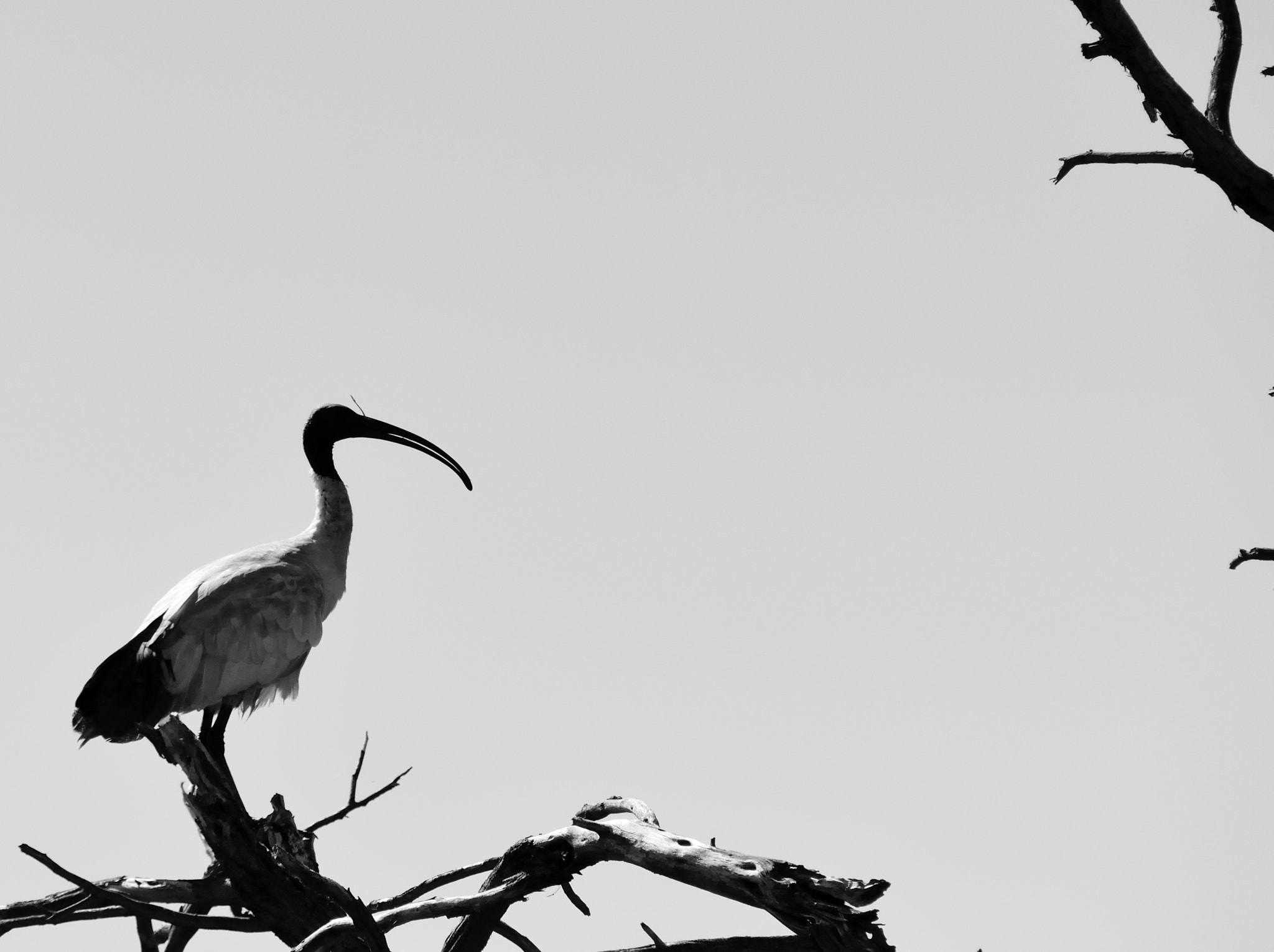 Nikon D7200 sample photo. Australian white ibis ( threskiornis molucca ) photography