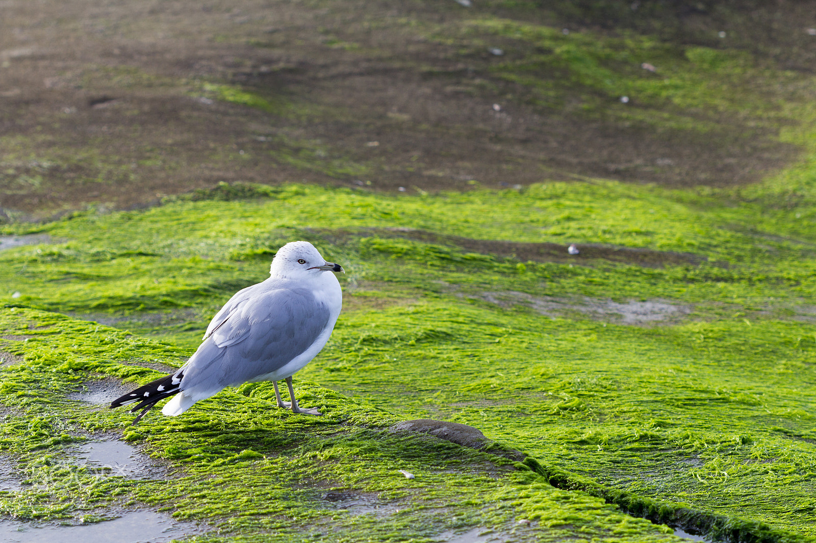 Canon EOS 600D (Rebel EOS T3i / EOS Kiss X5) sample photo. Seagull on the moss photography