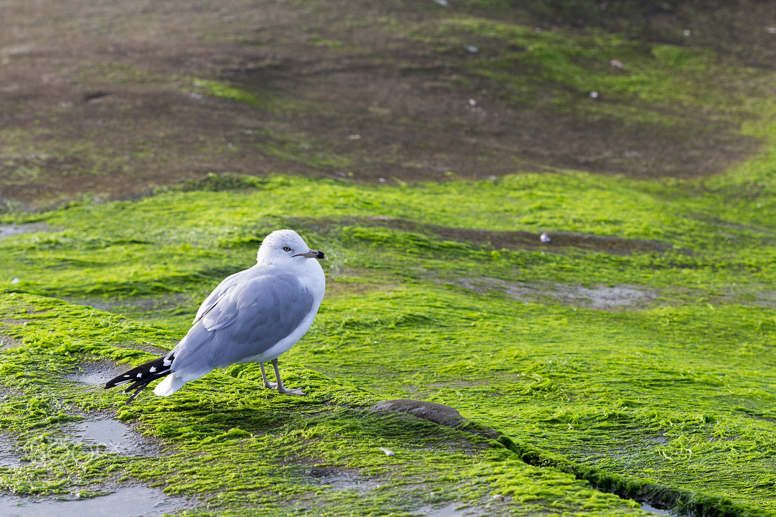 Canon EF 100mm F2.8 Macro USM sample photo. Seagull on the moss photography