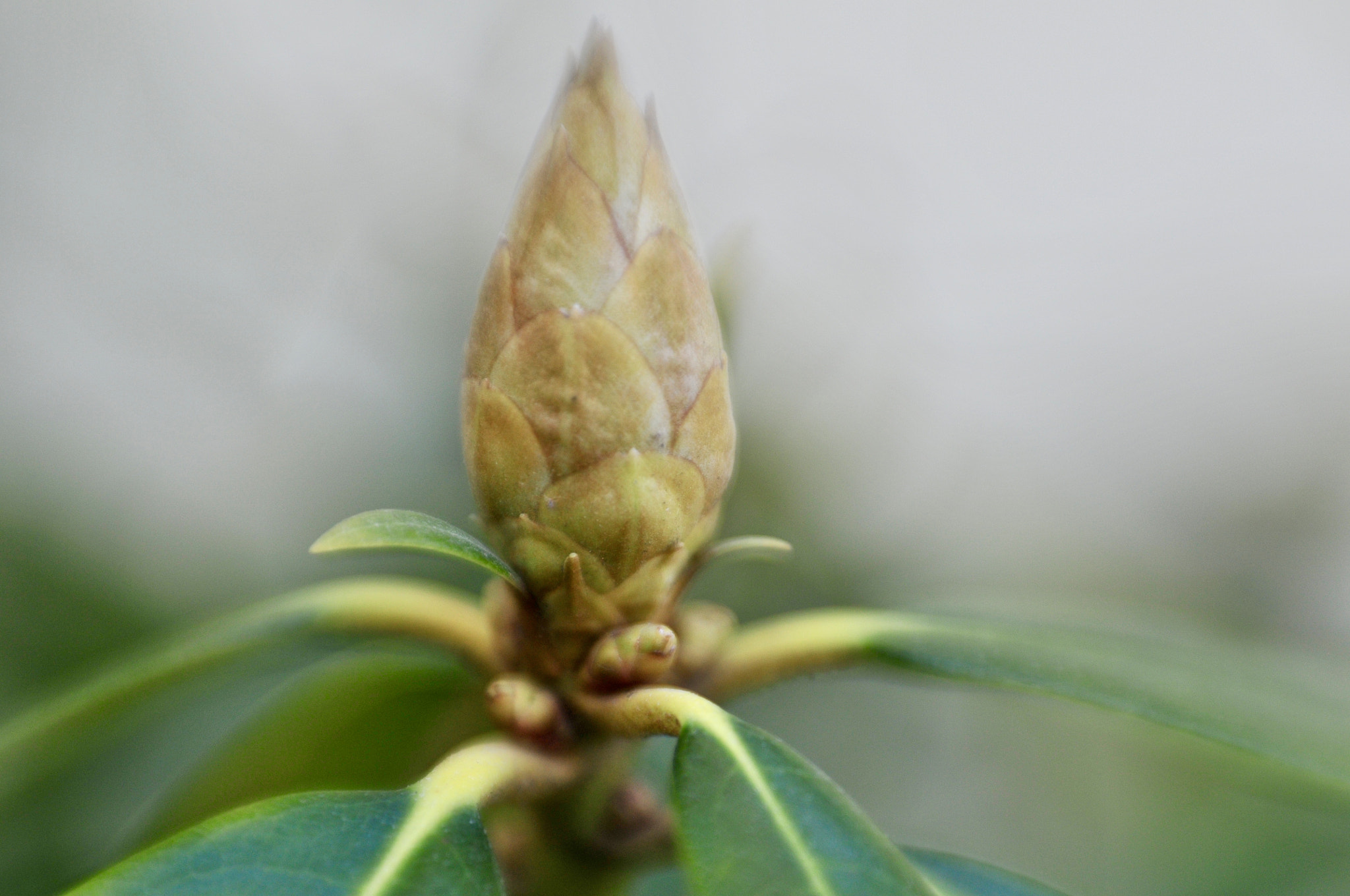 Nikon D300S + AF Nikkor 50mm f/1.8 sample photo. Flowering plant photography