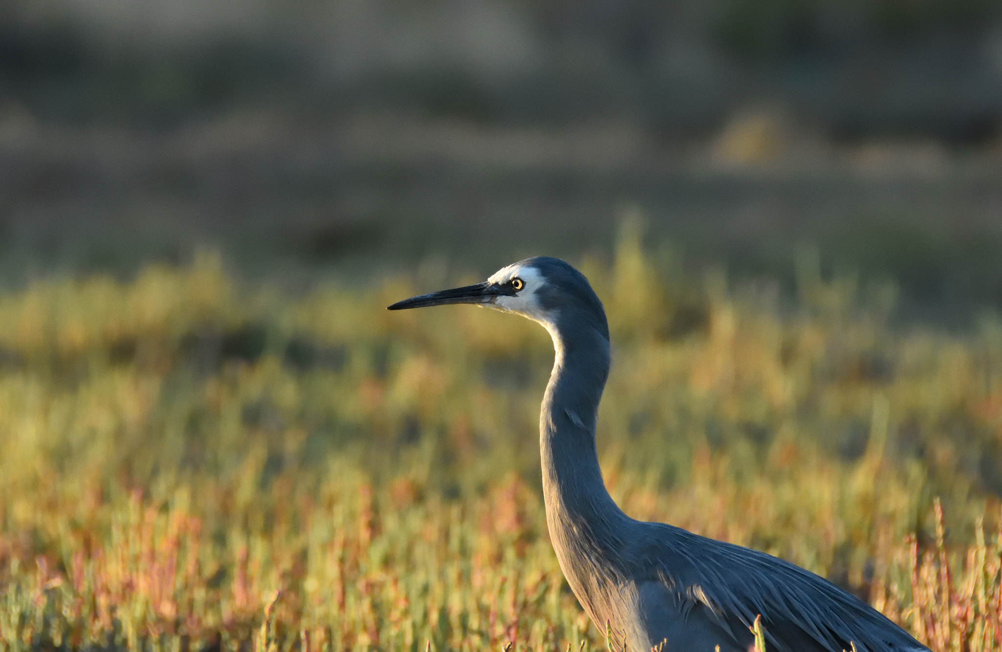 Nikon D7200 sample photo. White faced heron ( egretta novaehollandiae ) photography