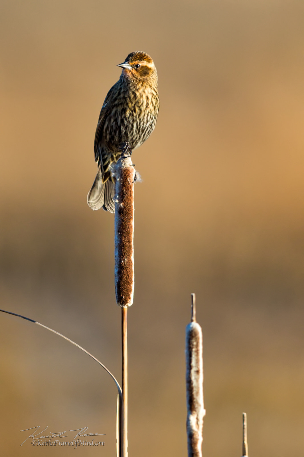 Canon EF 600mm F4L IS II USM sample photo. 204. red-winged blackbird-female photography