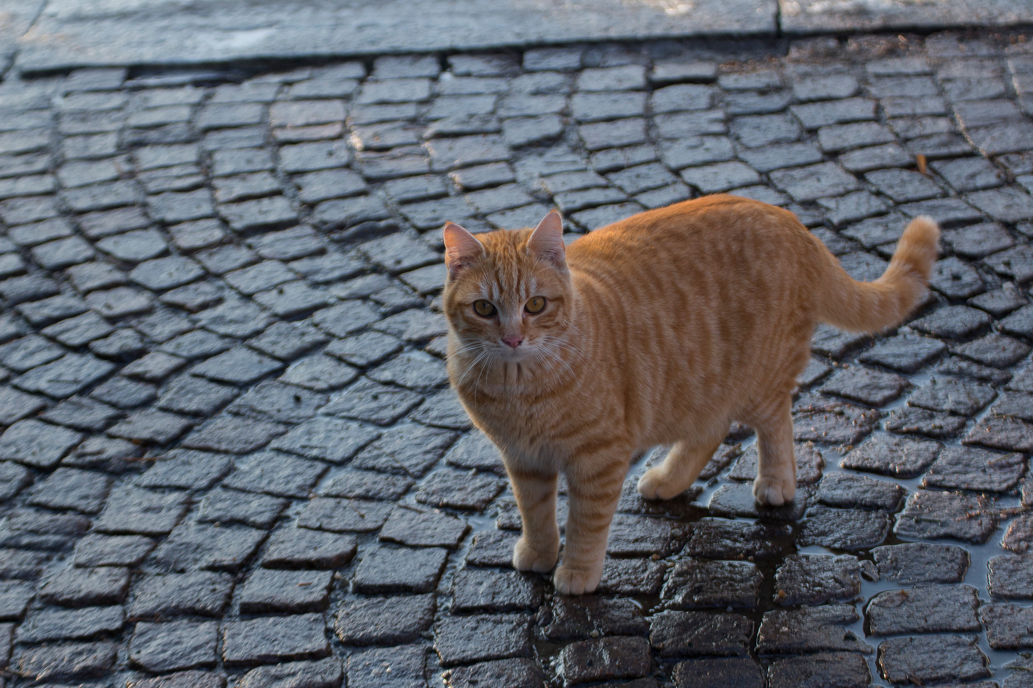 Tamron SP 35mm F1.8 Di VC USD sample photo. The cat in winter photography