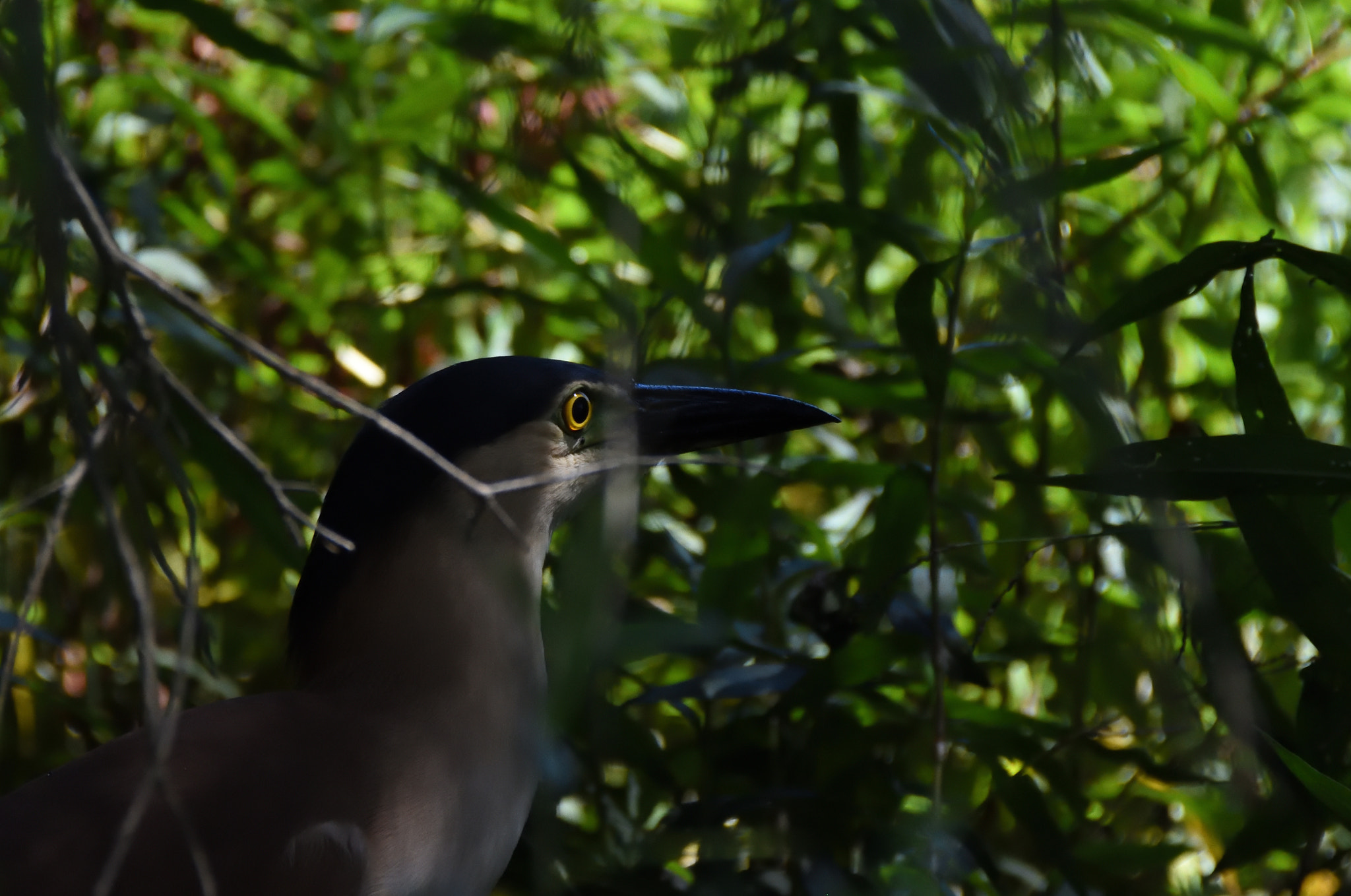 Nikon D7200 sample photo. Night heron ( nycticorax nycticorax ) photography