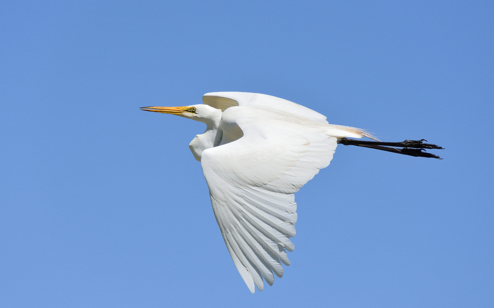 Nikon D7200 sample photo. Great egret ( ardea alba) flight photography