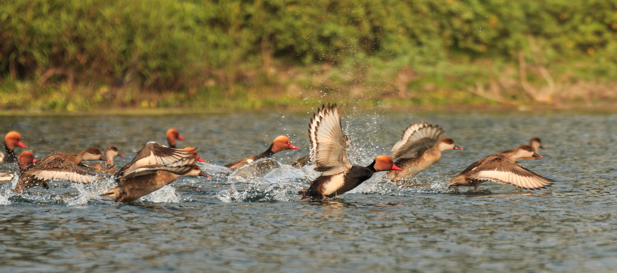 Canon EOS 70D sample photo. Red-crested pochards in flight photography