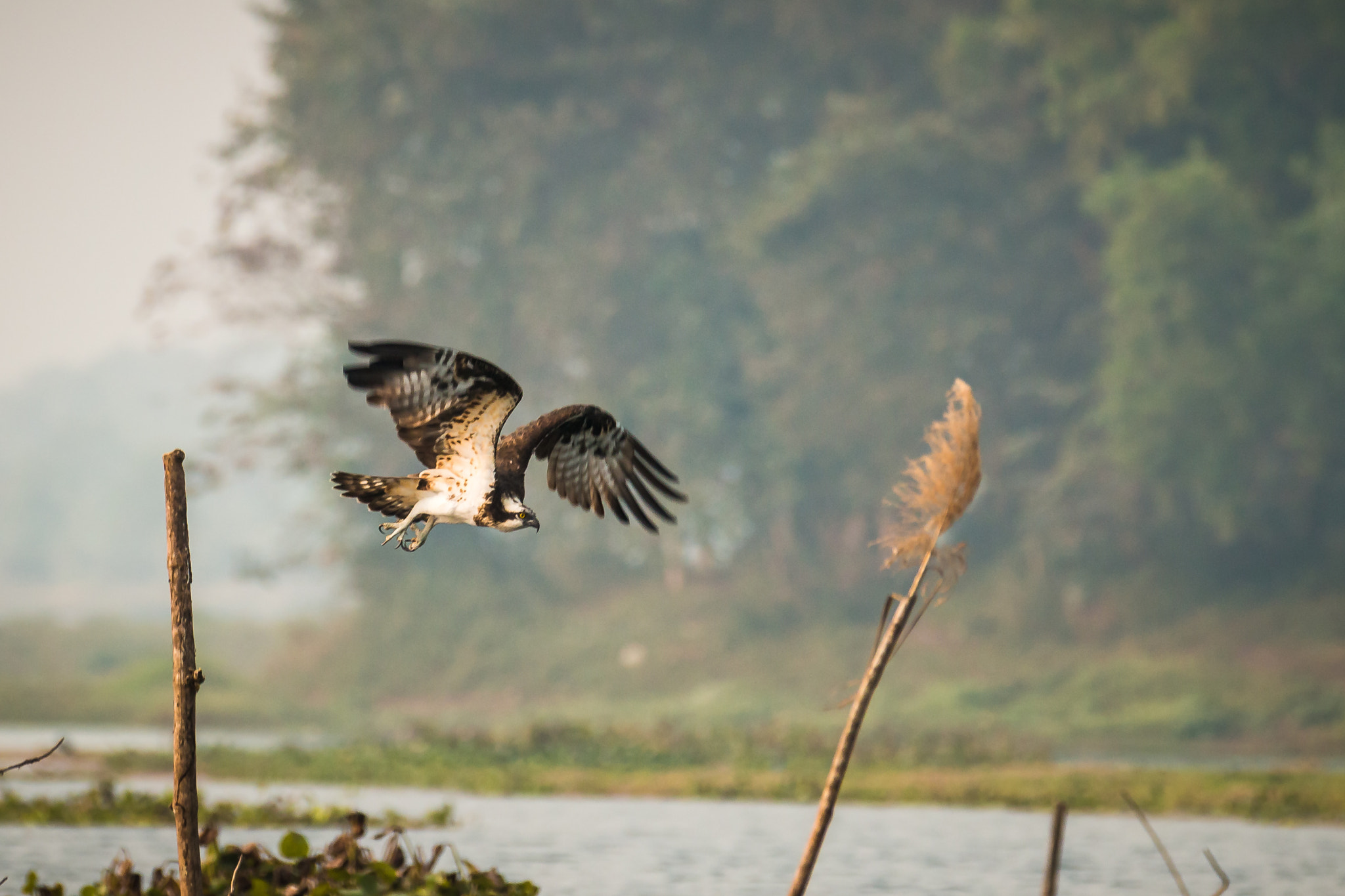 Canon EOS 70D sample photo. Osprey - in search of a prey photography