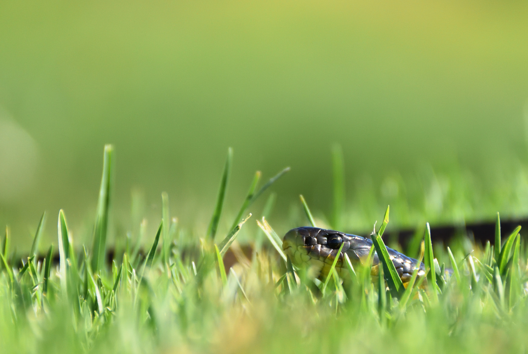 Nikon D7200 sample photo. Tiger snake ( notechis scutatus ) photography