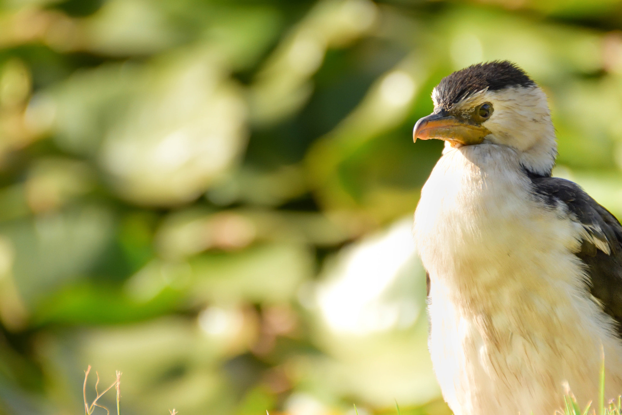Nikon D7200 sample photo. Little pied cormorant ( microcarbo melanoleucos ) photography