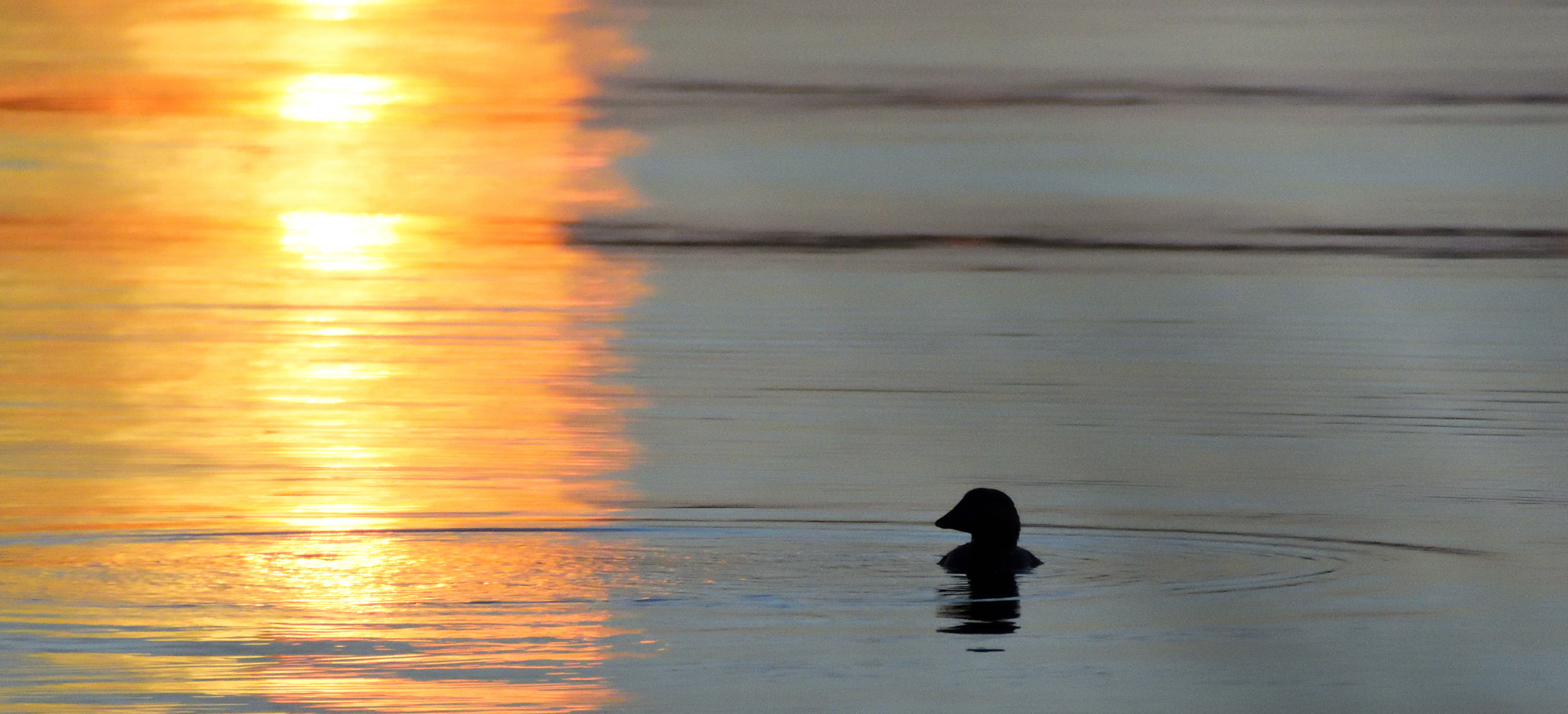 Nikon D7200 sample photo. Musk duck ( biziura lobata ) at the sunset photography