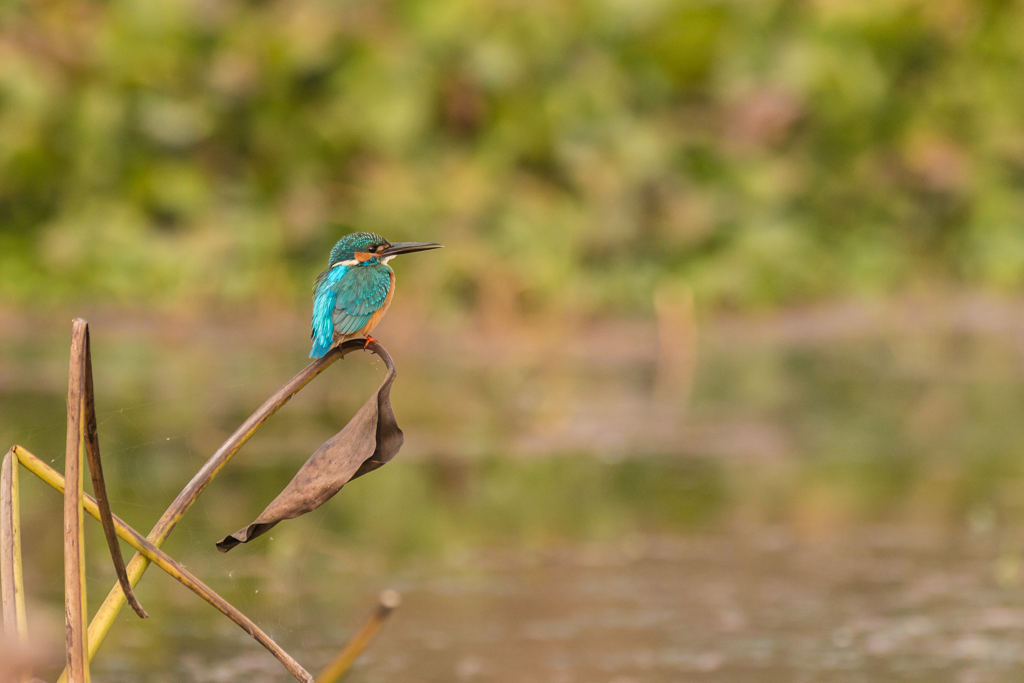 Canon EOS 70D sample photo. Common kingfisher photography
