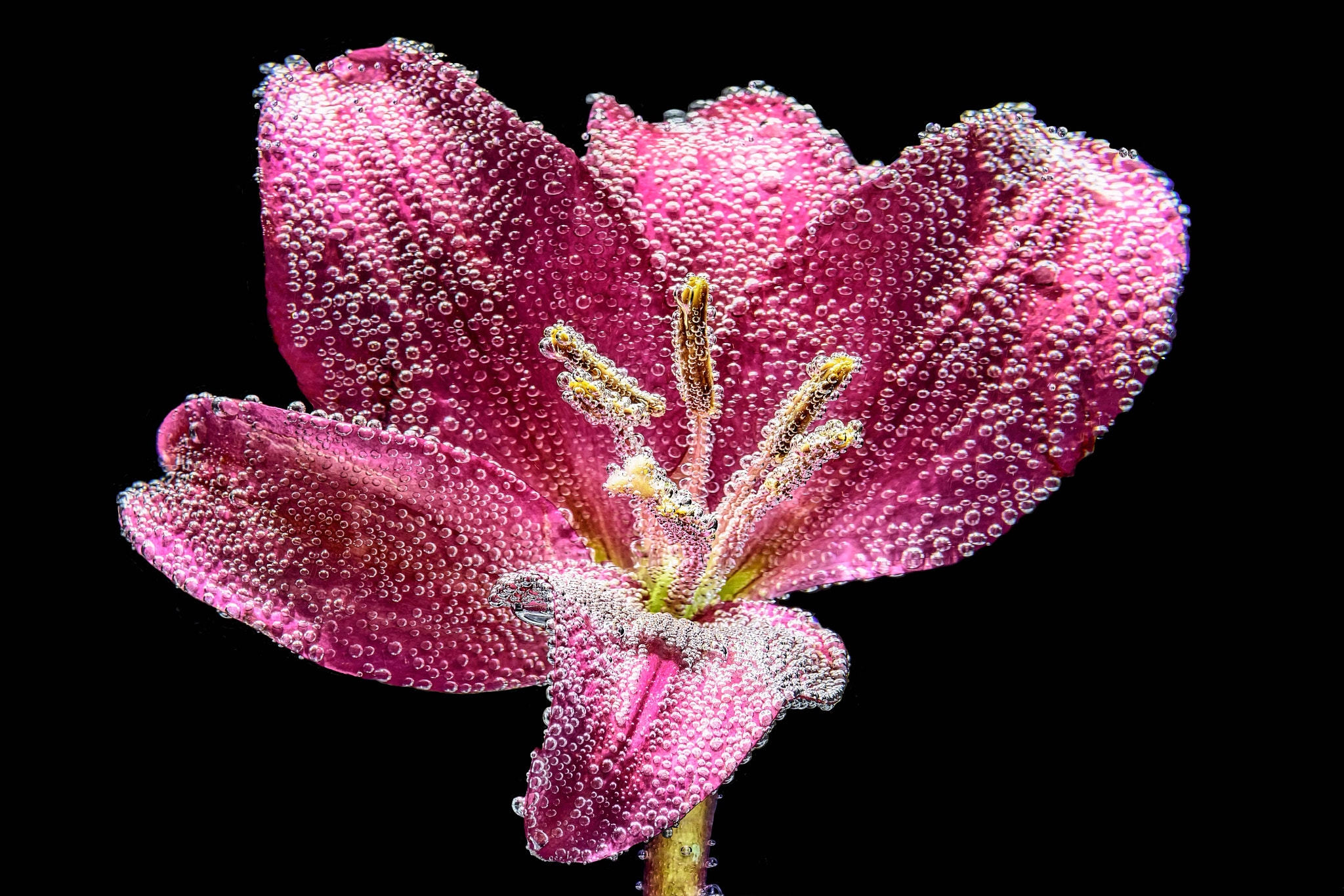 Nikon AF-S Micro-Nikkor 105mm F2.8G IF-ED VR sample photo. One million bubbles photography