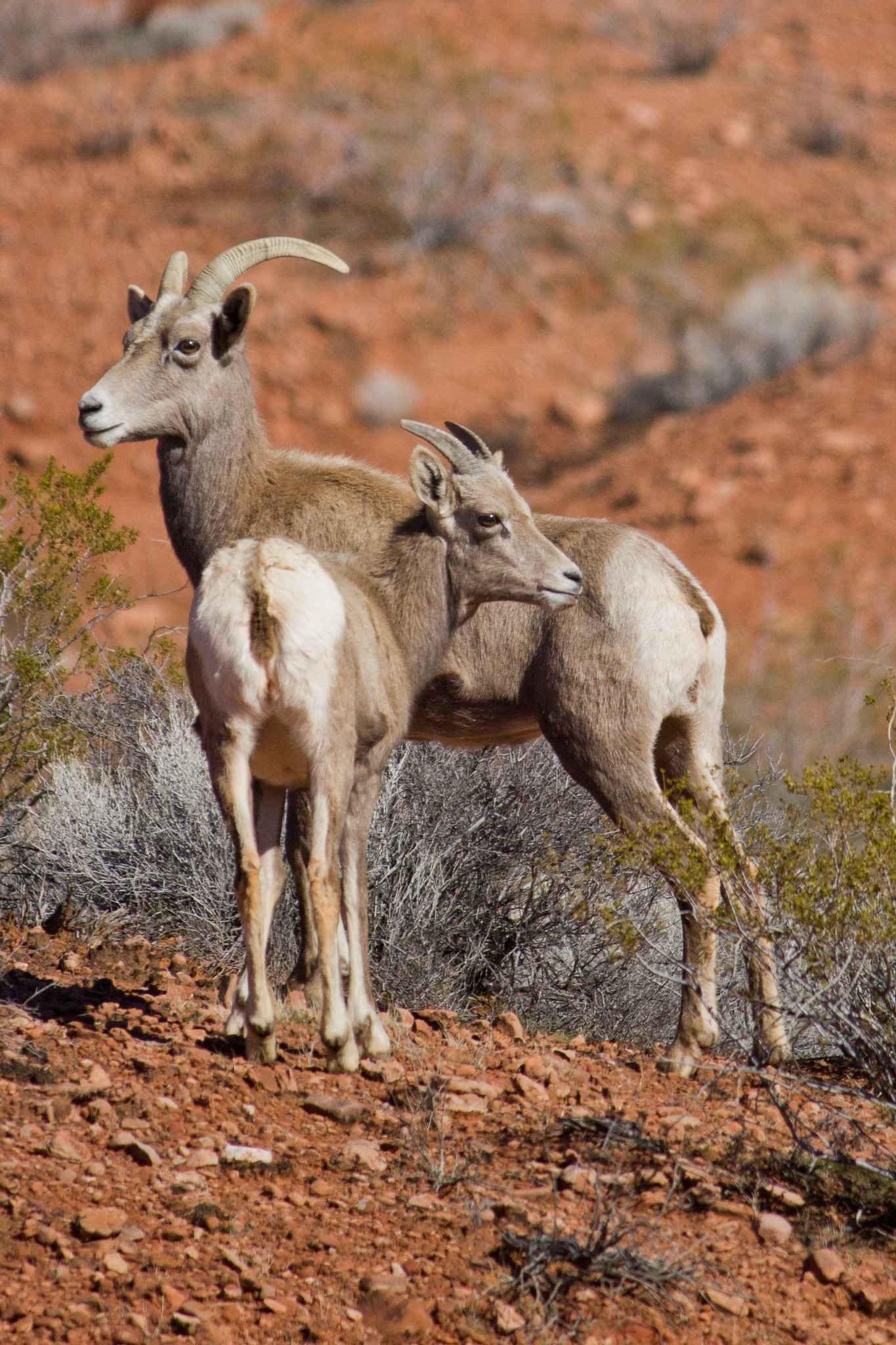 Canon EF-S 55-250mm F4-5.6 IS sample photo. Bighorn sheep-ewe and lamb photography