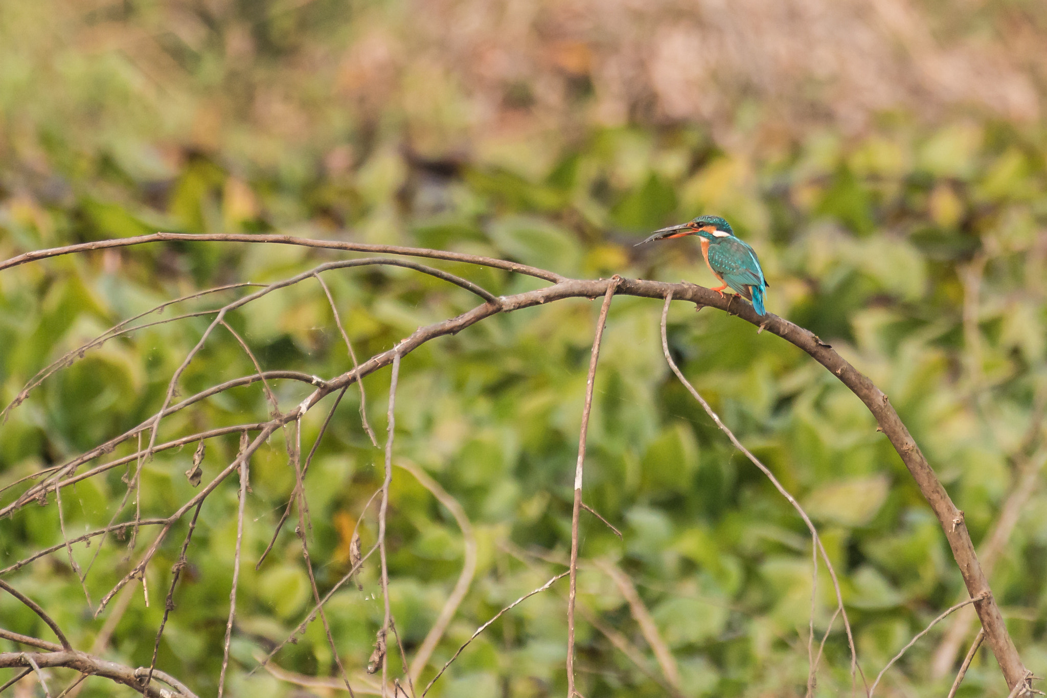 Canon EOS 70D sample photo. Common kingfisher with its catch photography
