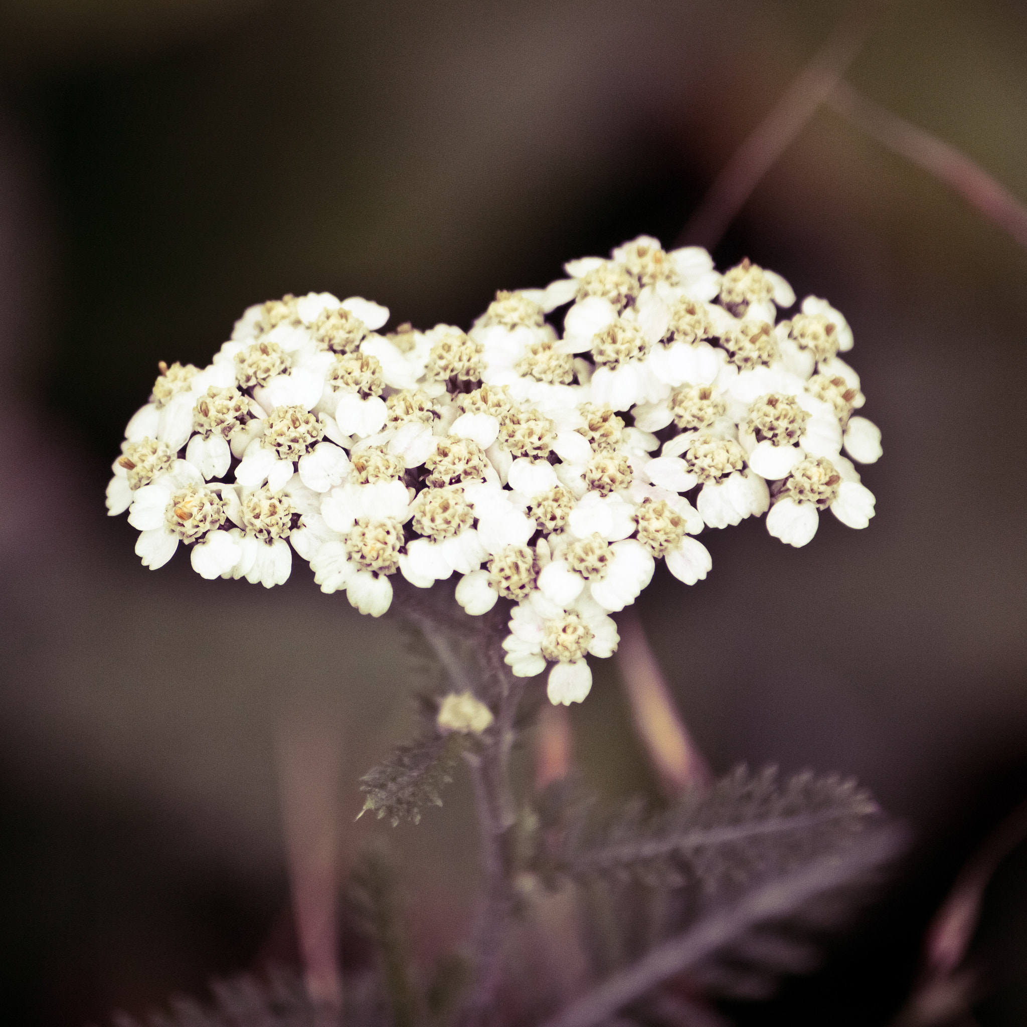Canon EF-S 55-250mm F4-5.6 IS sample photo. Love nature photography