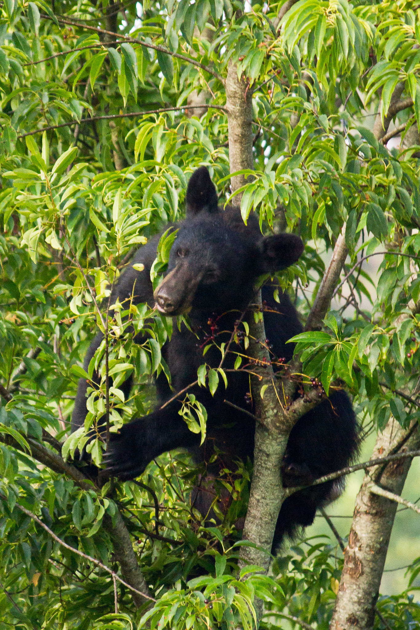 Canon EF-S 55-250mm F4-5.6 IS sample photo. Tennessee black bear photography