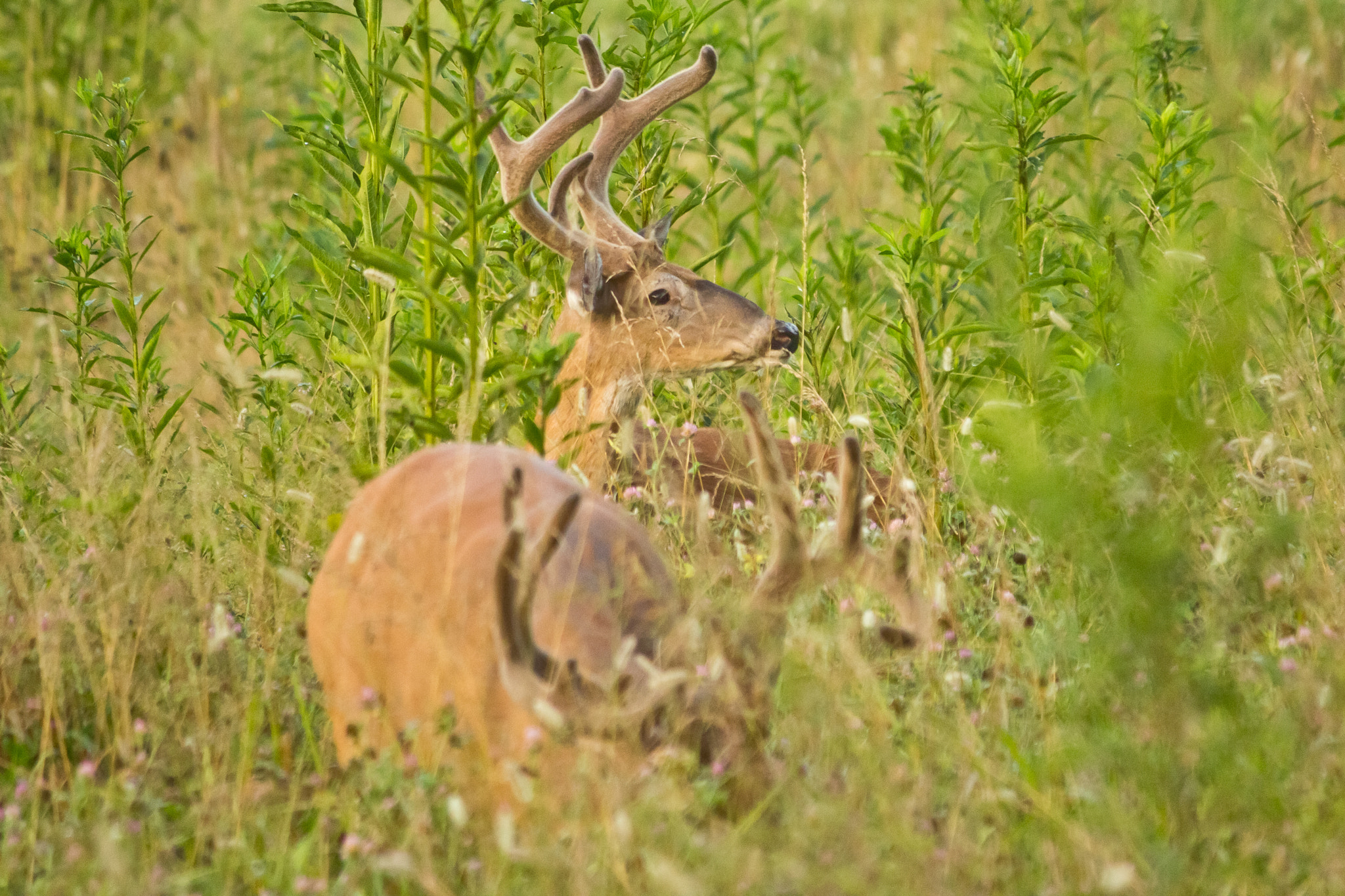Canon EF-S 55-250mm F4-5.6 IS sample photo. Tennessee bucks photography