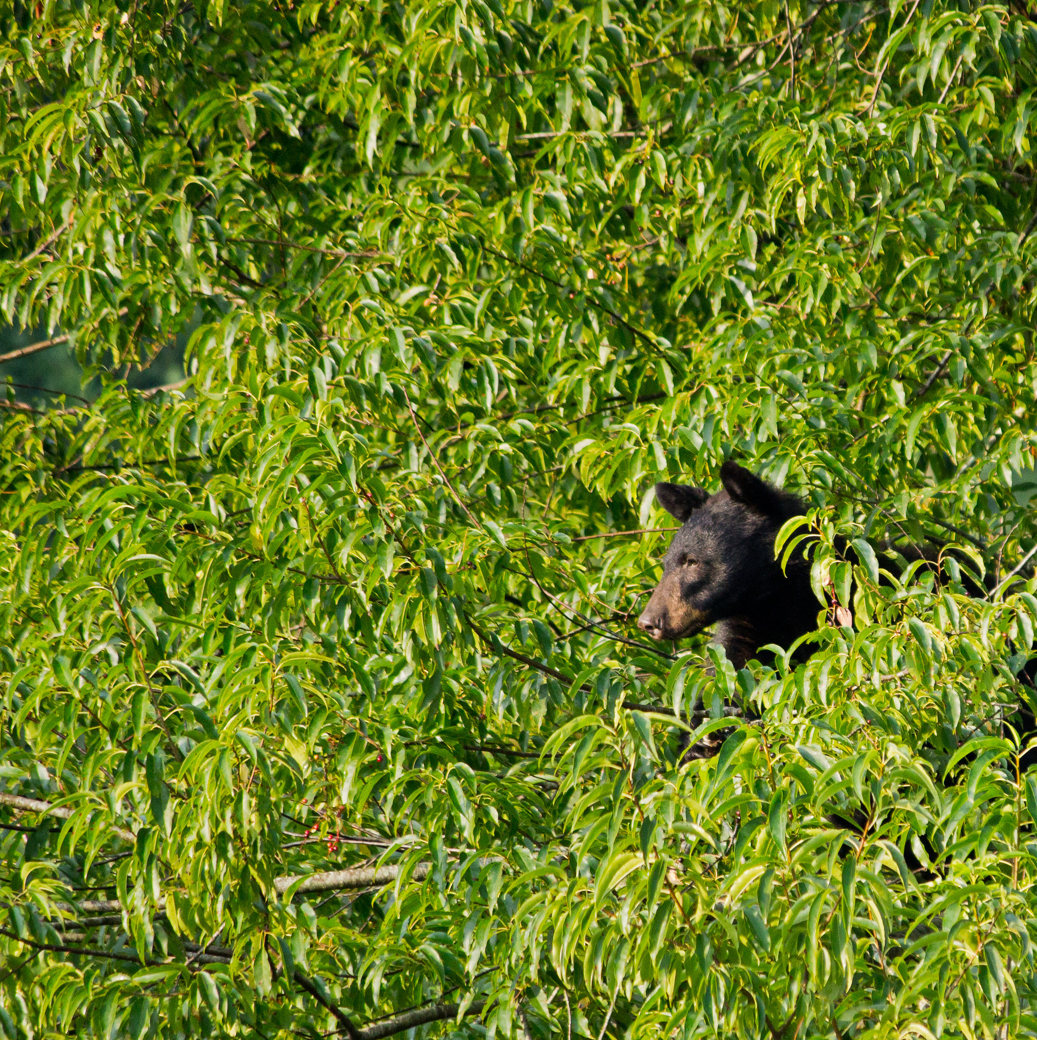 Canon EOS 600D (Rebel EOS T3i / EOS Kiss X5) sample photo. Little black bear in a cherry tree photography