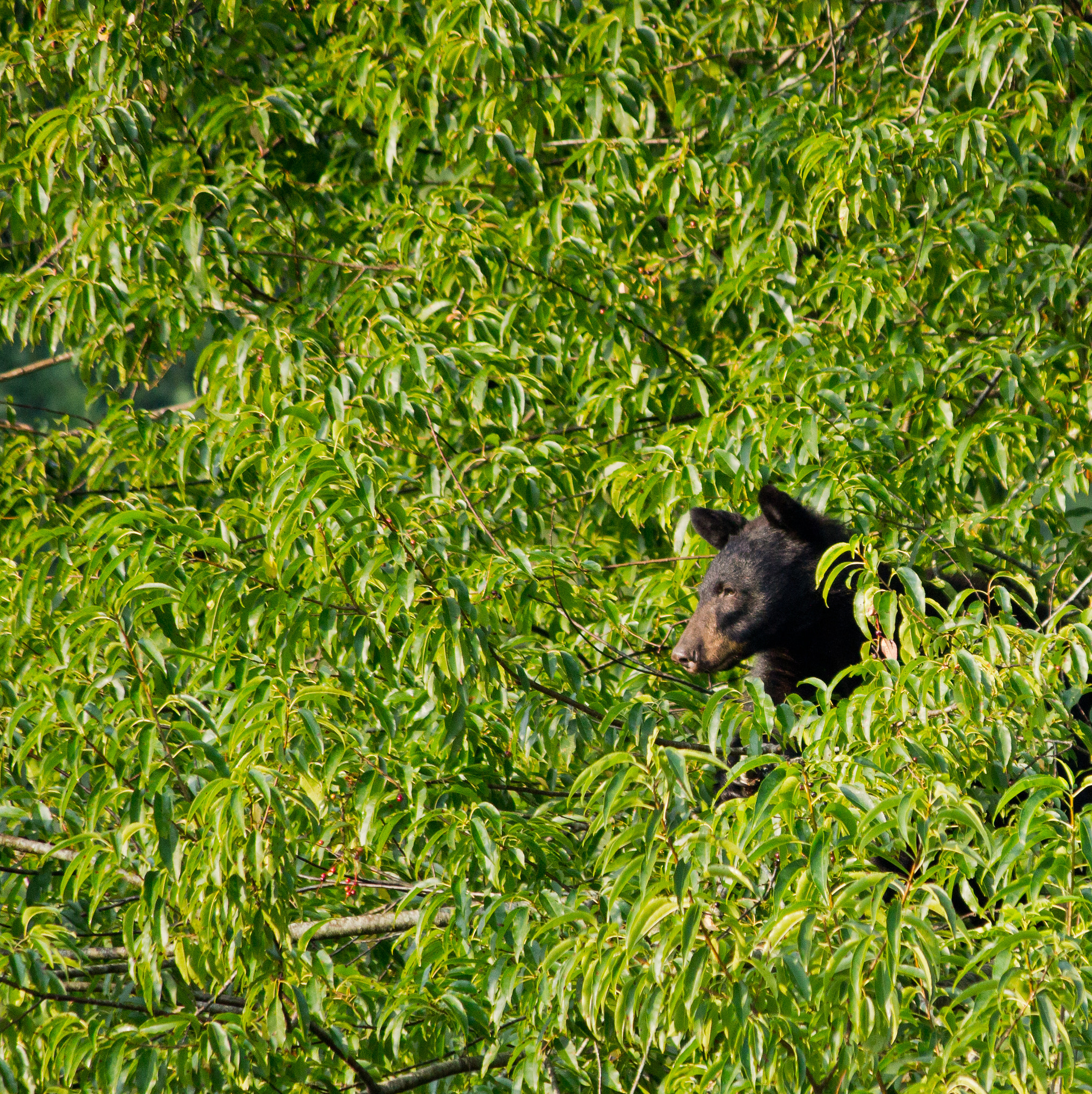 Canon EF-S 55-250mm F4-5.6 IS sample photo. Little black bear in a cherry tree photography