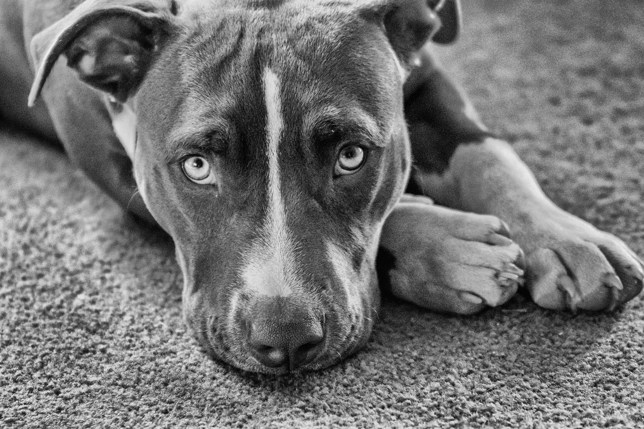 Canon EOS 100D (EOS Rebel SL1 / EOS Kiss X7) sample photo. Brunoblkwht photography