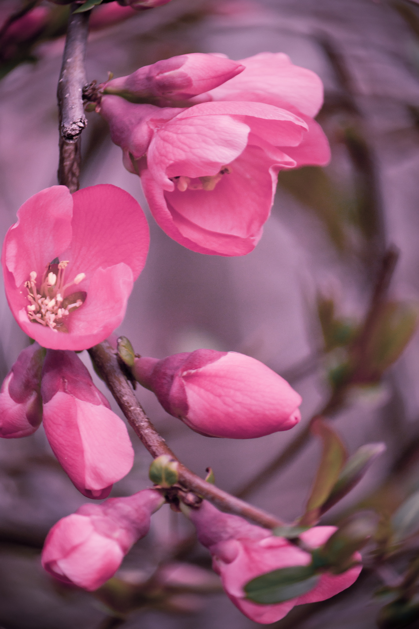 Canon EF-S 55-250mm F4-5.6 IS sample photo. Spring pink photography