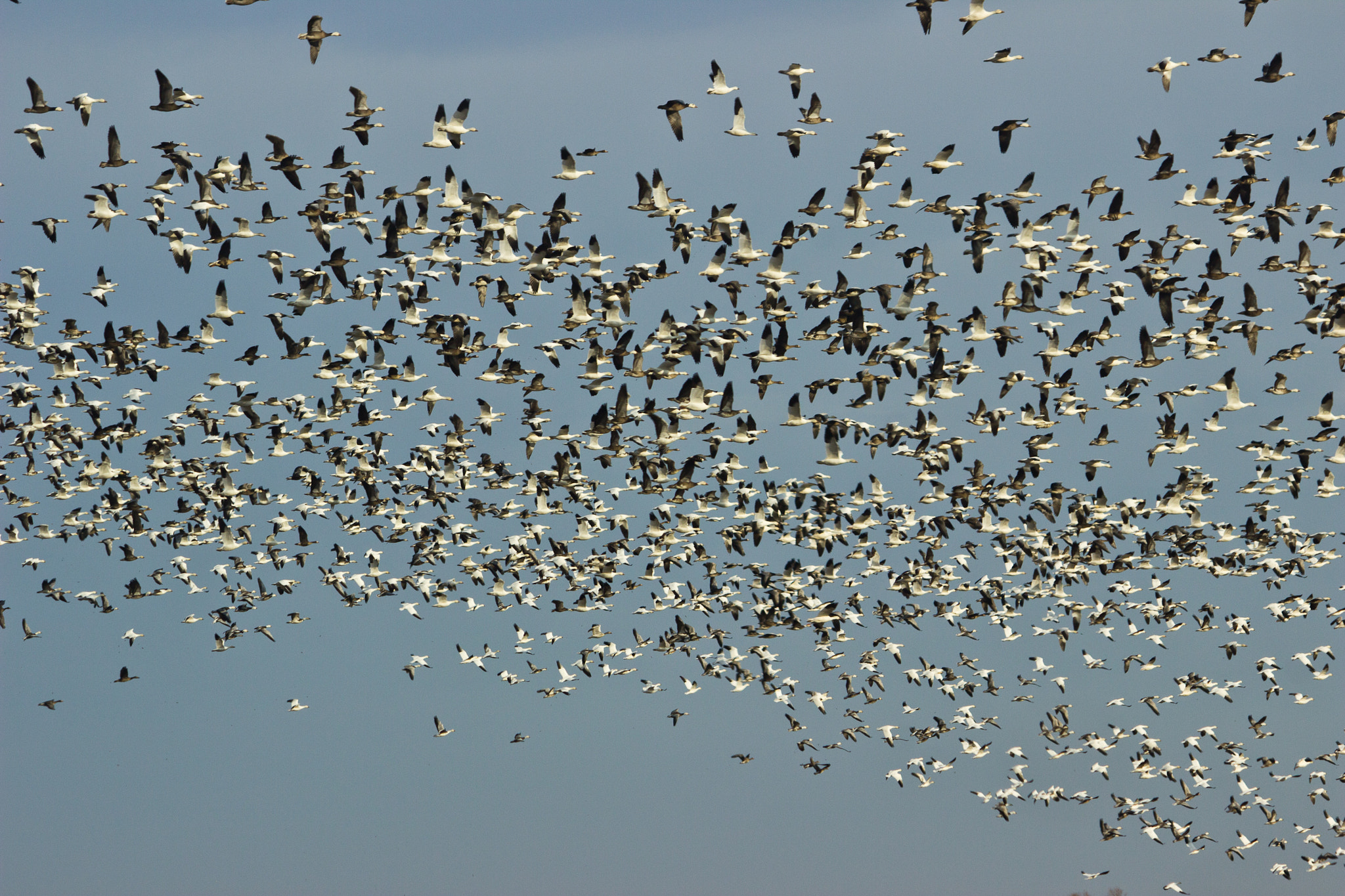 Canon EF-S 55-250mm F4-5.6 IS sample photo. Snow goose migration photography