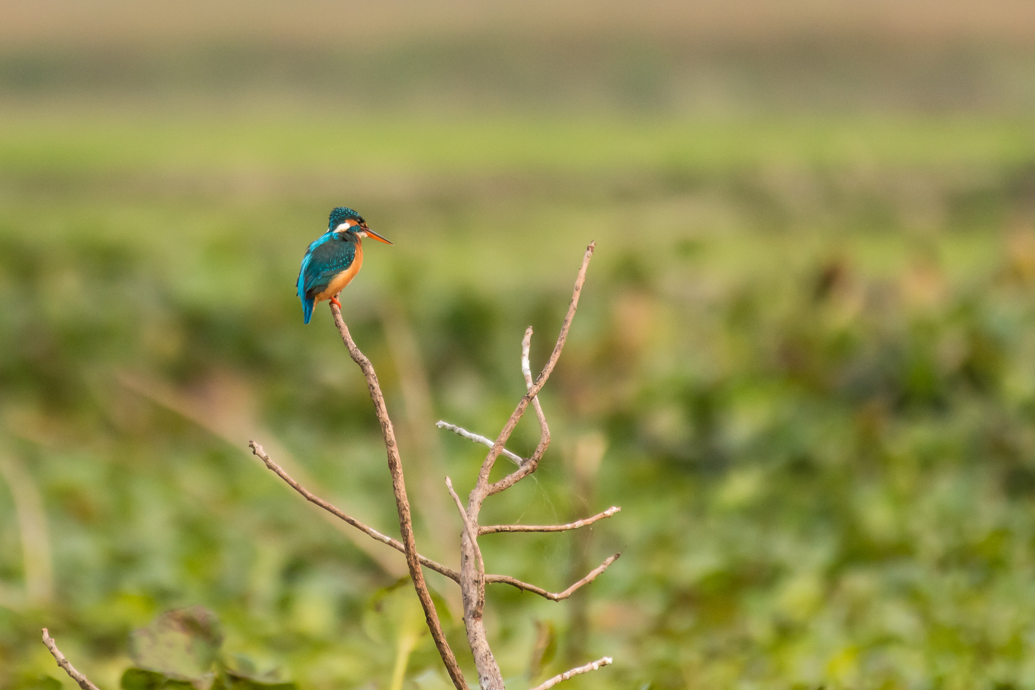 Canon EOS 70D sample photo. Common kingfisher photography