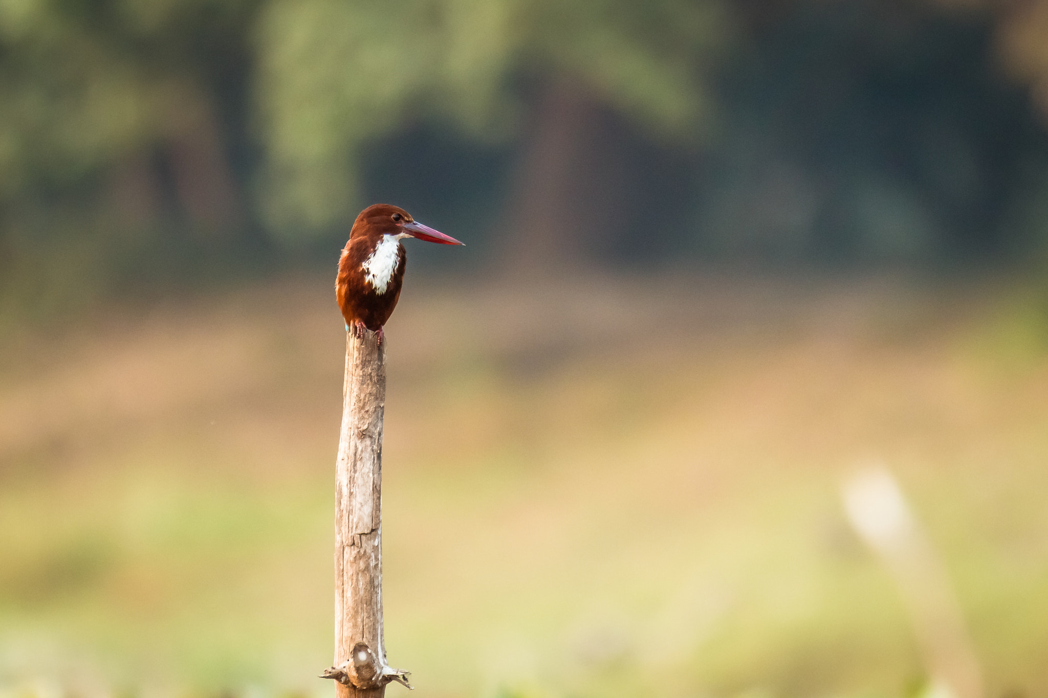 Canon EOS 70D sample photo. White-throated kingfisher photography