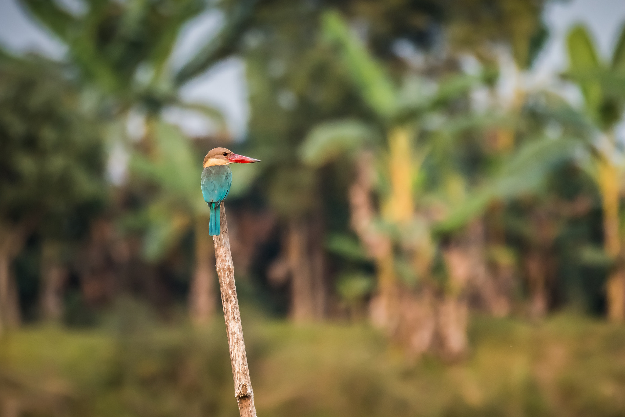 Canon EOS 70D sample photo. Stork billed kingfisher photography
