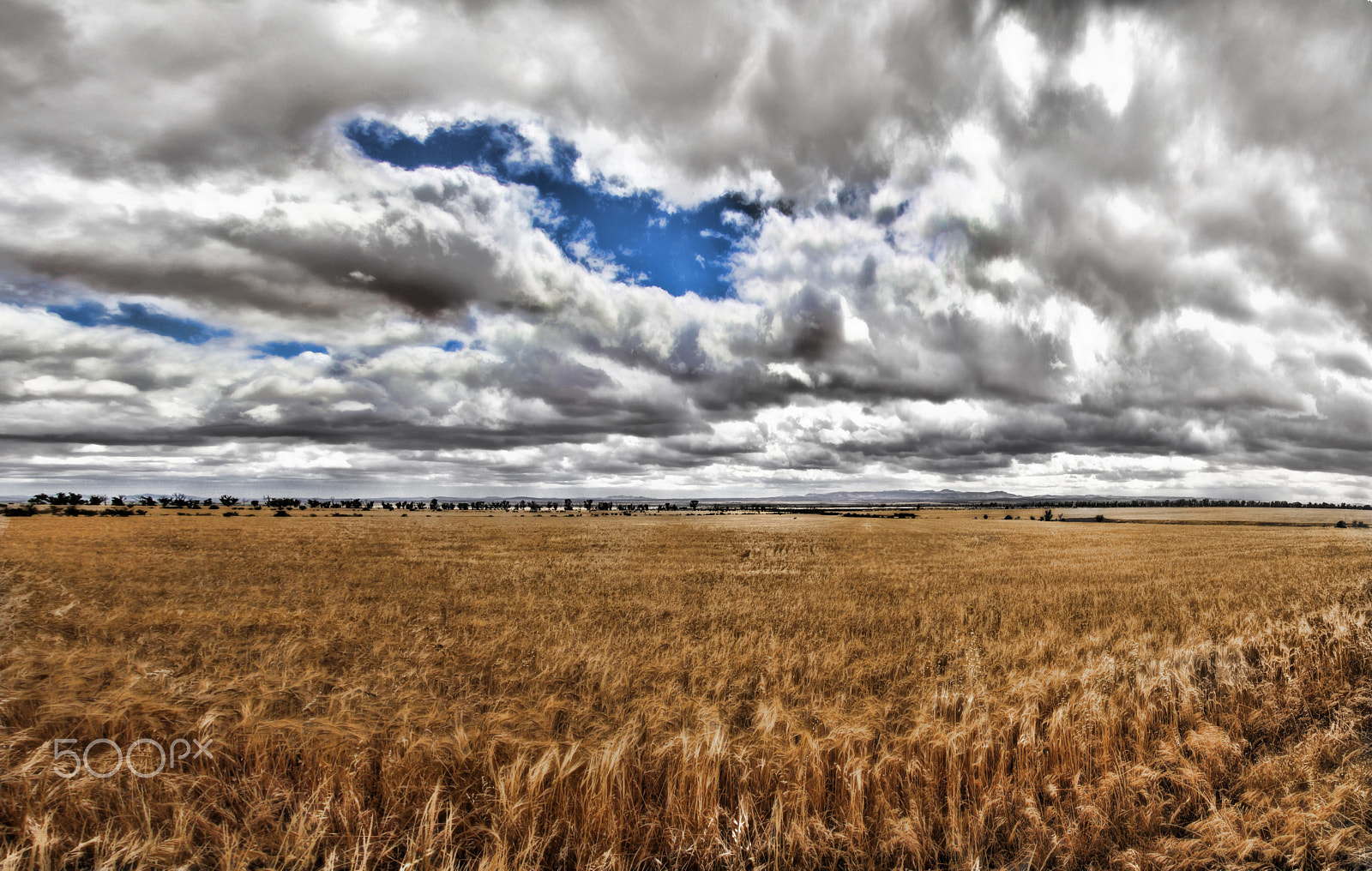 Sigma 24-105mm f/4 DG OS HSM | A sample photo. Barley field 1 photography