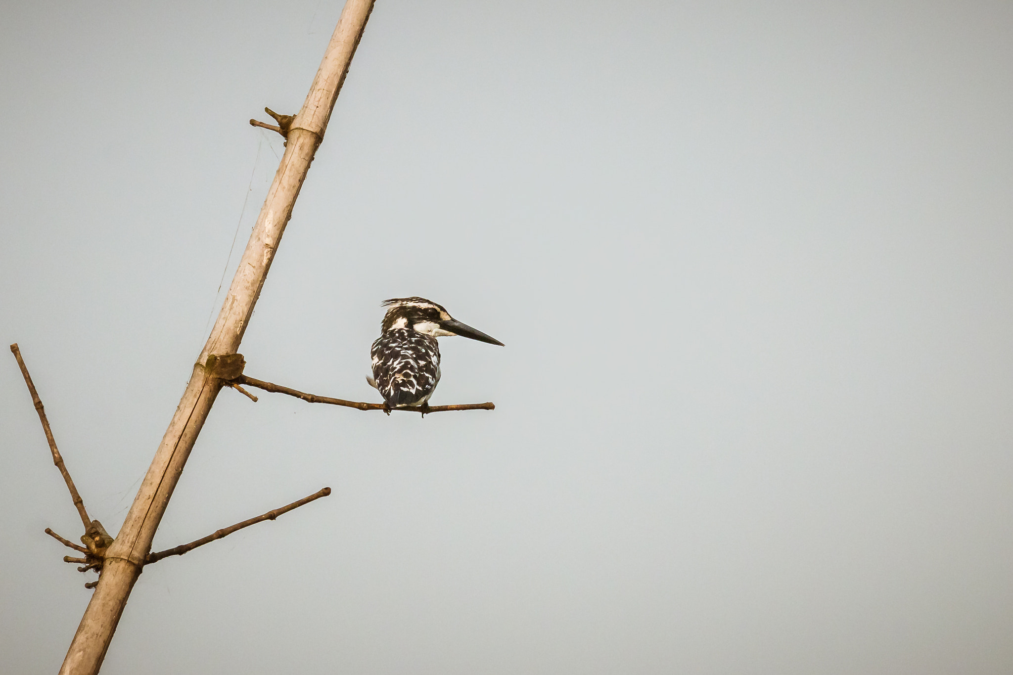 Canon EOS 70D sample photo. Pied kingfisher photography
