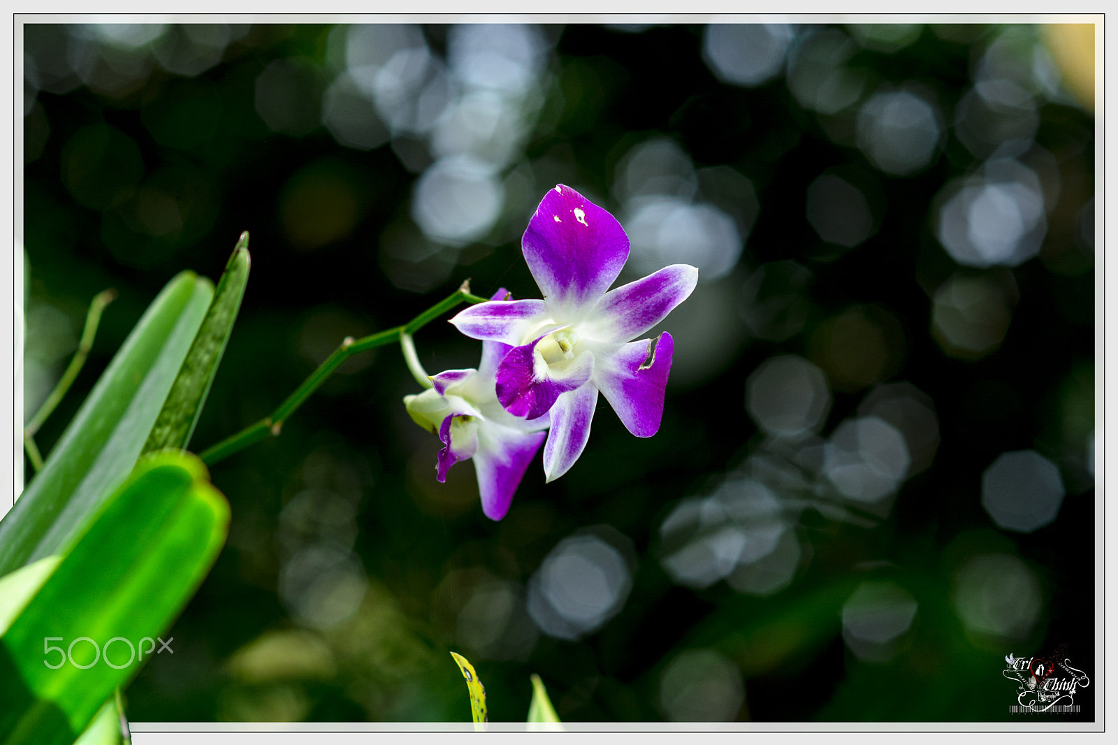 Nikon D7100 + Nikon AF Nikkor 85mm F1.8D sample photo. Phong lan photography