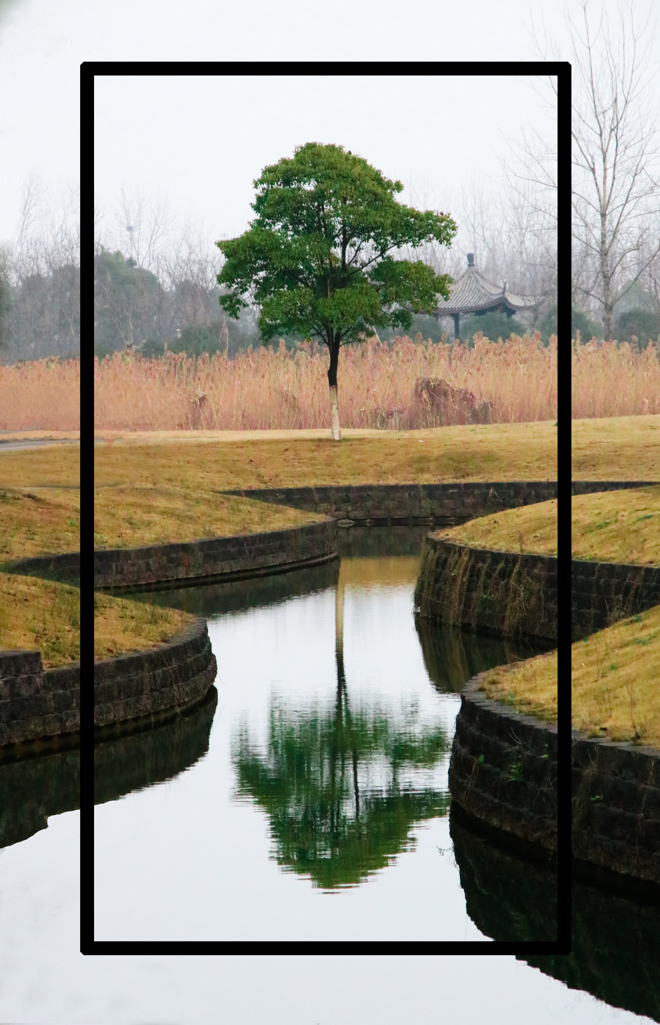 Canon EOS 750D (EOS Rebel T6i / EOS Kiss X8i) + Canon TS-E 90mm F2.8 Tilt-Shift sample photo. Lonely tree photography