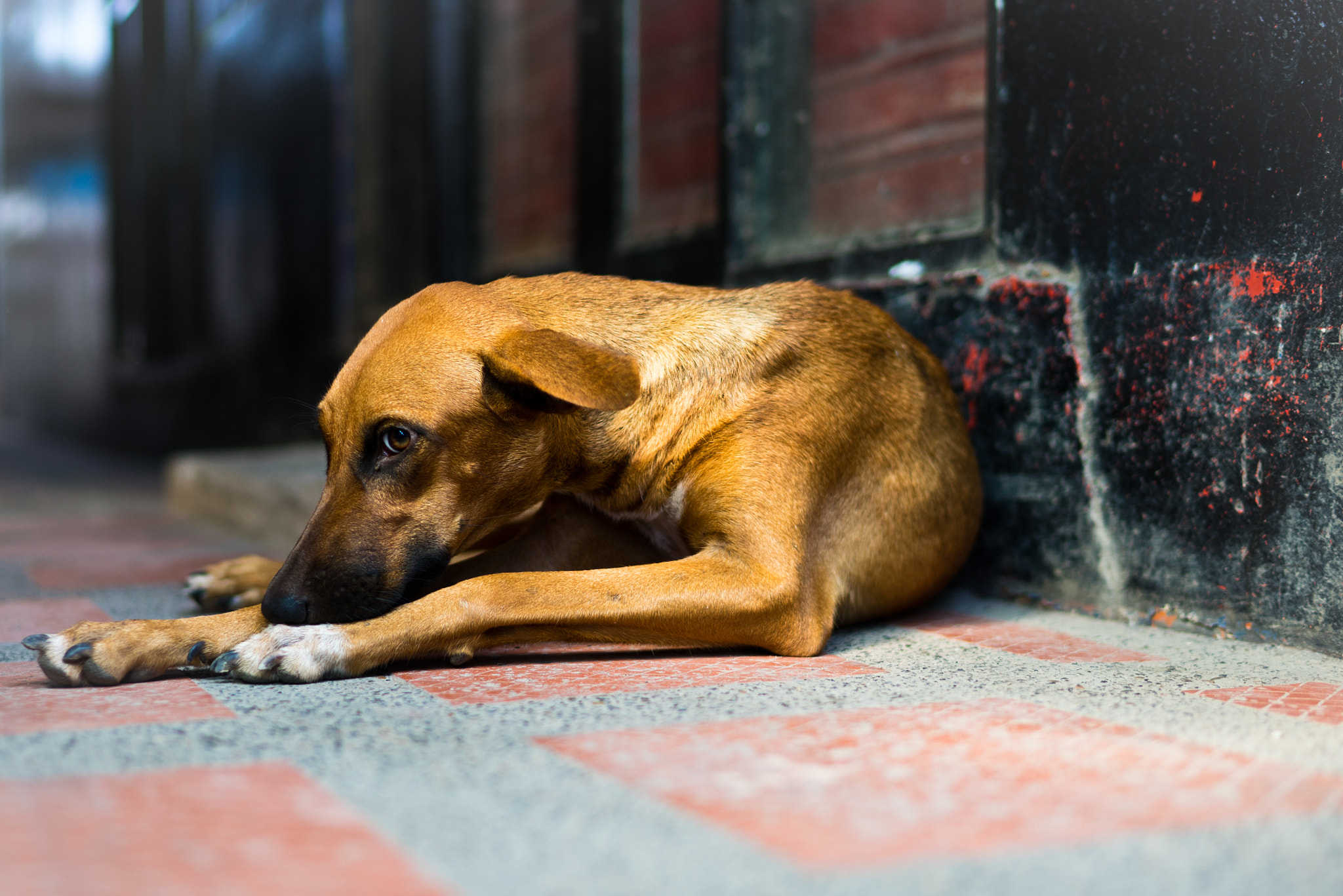 Sony a7 + Sony Distagon T* FE 35mm F1.4 ZA sample photo. Street dod photography