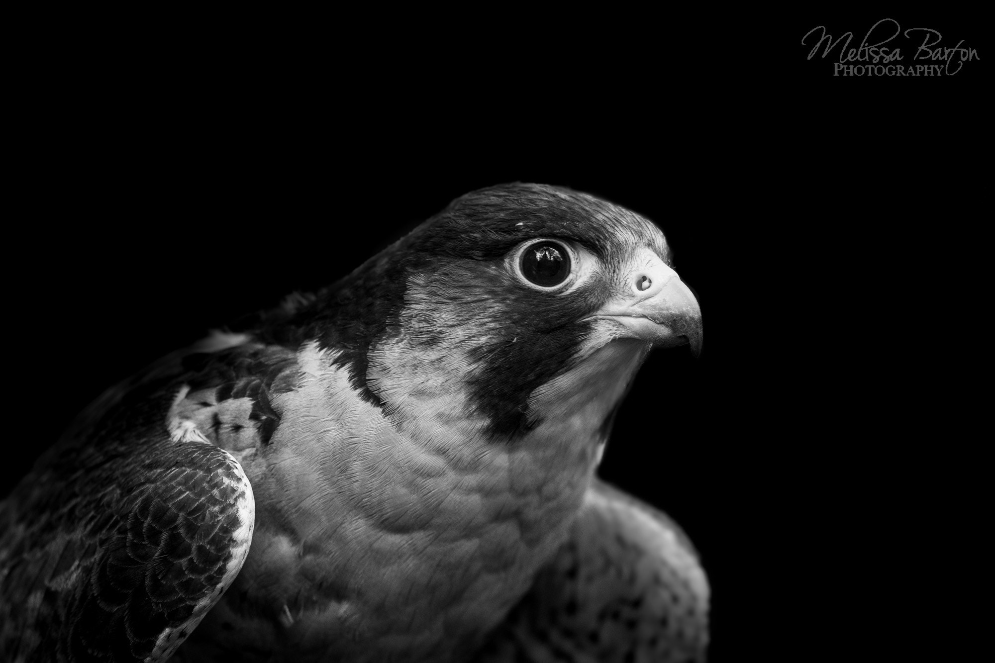 Canon EOS 6D sample photo. Finnegan (bird portraits i) photography