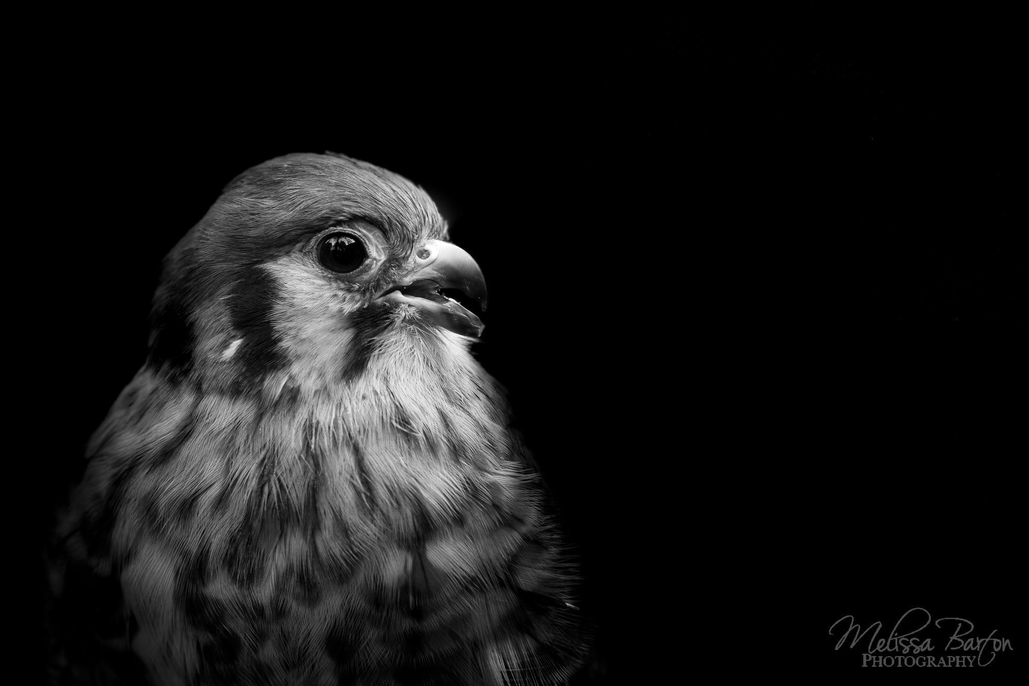 Canon EOS 6D + Canon EF 300mm F4L IS USM sample photo. Lillie (bird portraits ii) photography