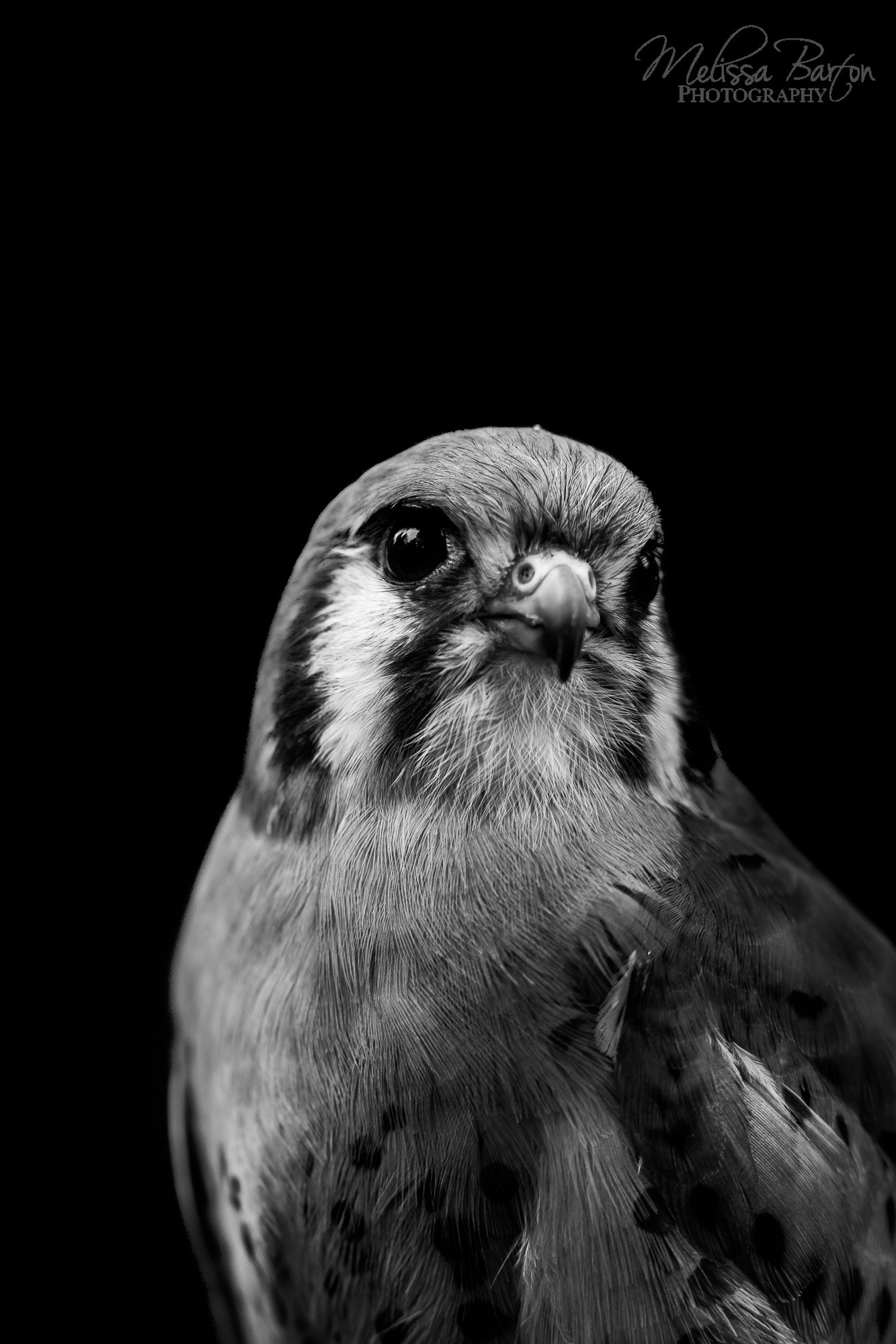 Canon EOS 6D sample photo. Jack (bird portraits iii) photography