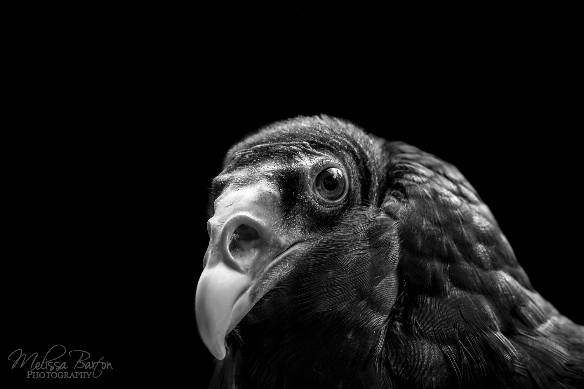 Canon EOS 6D sample photo. Ruby (bird portraits v) photography