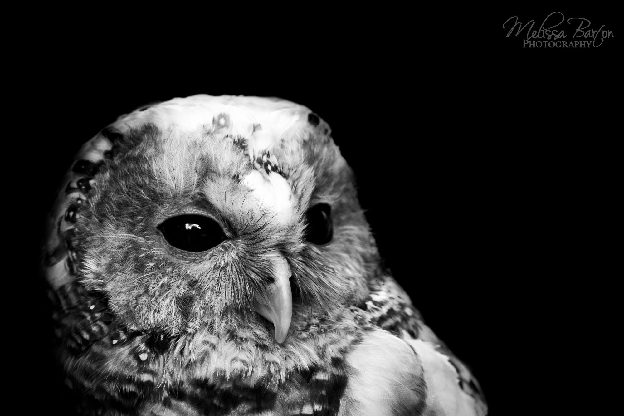 Canon EF-S 55-250mm F4-5.6 IS sample photo. Hazel (bird portraits vii) photography