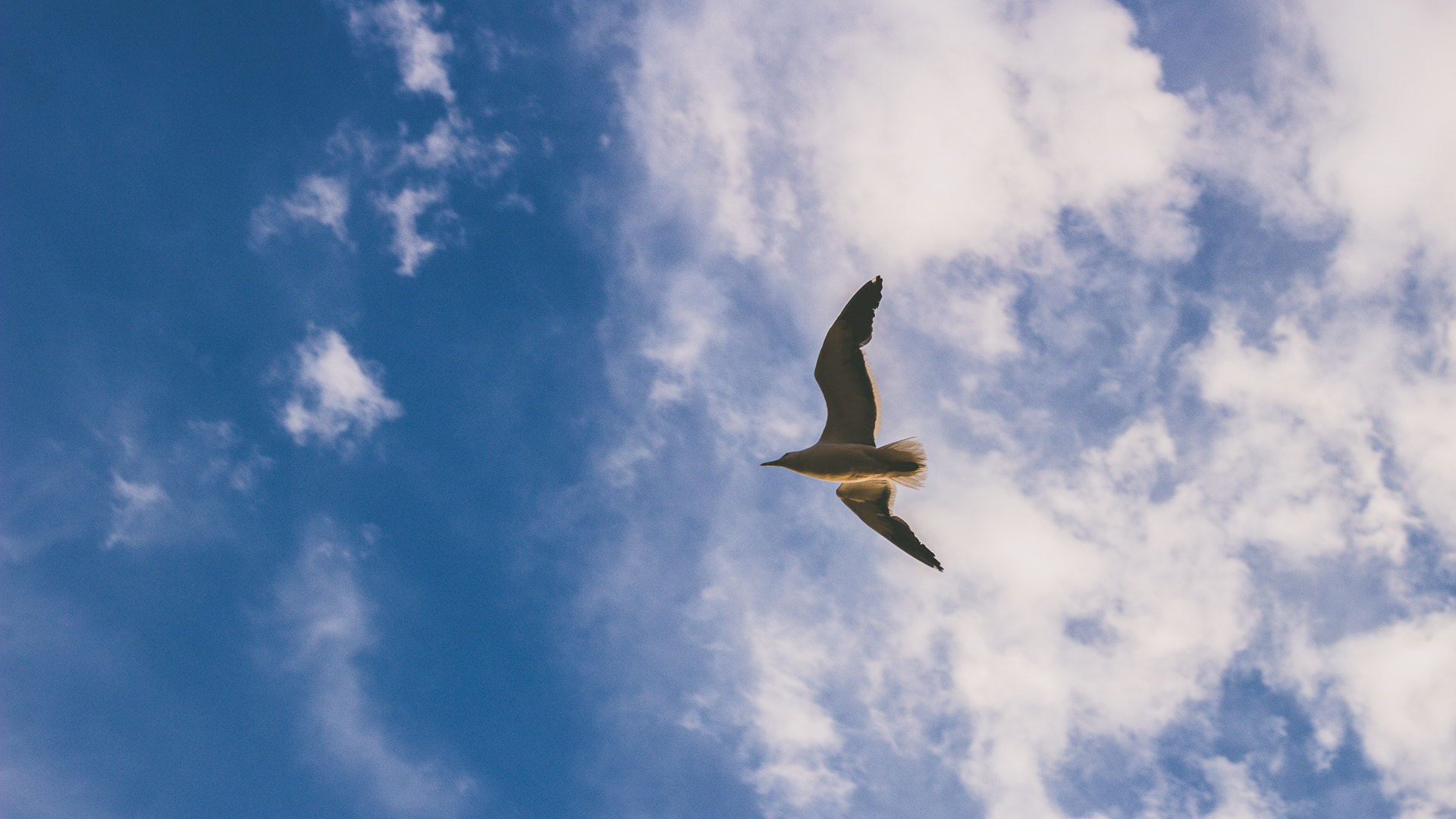 Canon EOS 100D (EOS Rebel SL1 / EOS Kiss X7) sample photo. Seagull photography