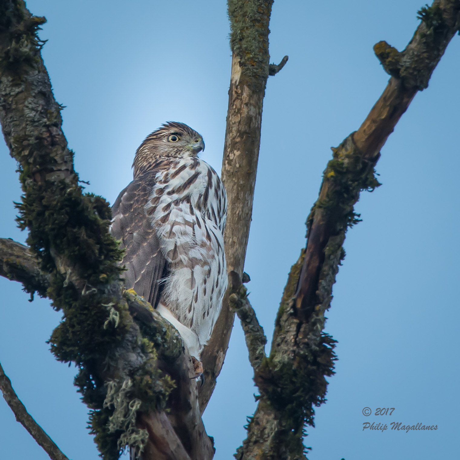 Nikon Nikkor AF-S 300mm F4E PF ED VR sample photo. Sharp shinned hawk juvenile photography