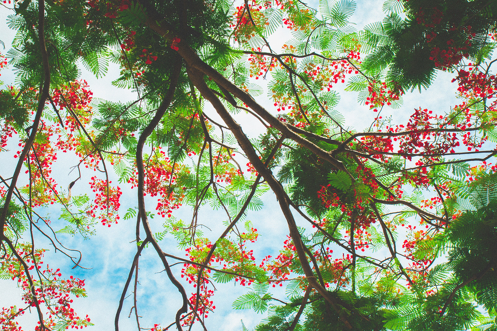 Canon EOS 60D sample photo. Trời xanh photography