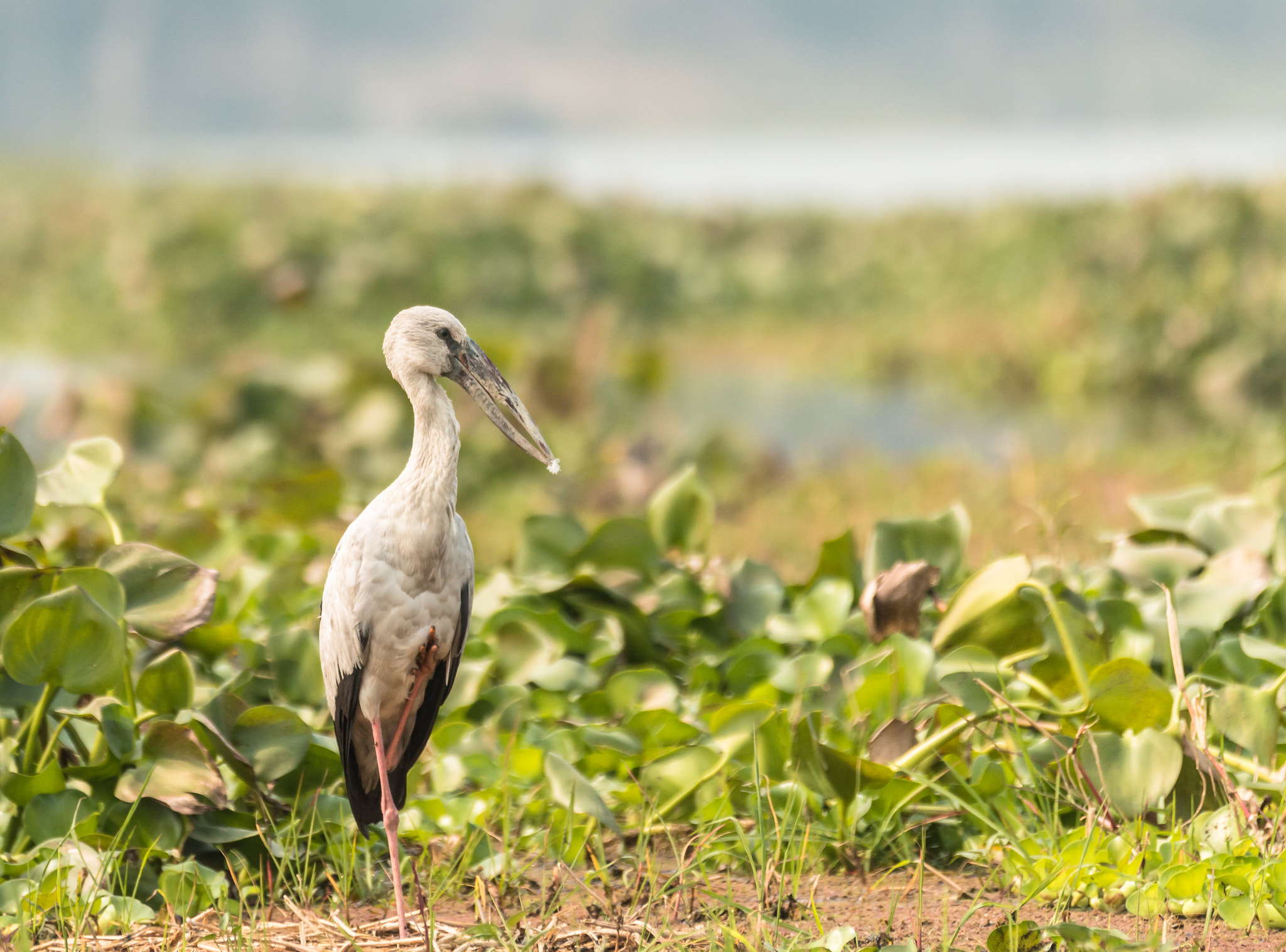 Canon EOS 70D sample photo. Open billed stork photography
