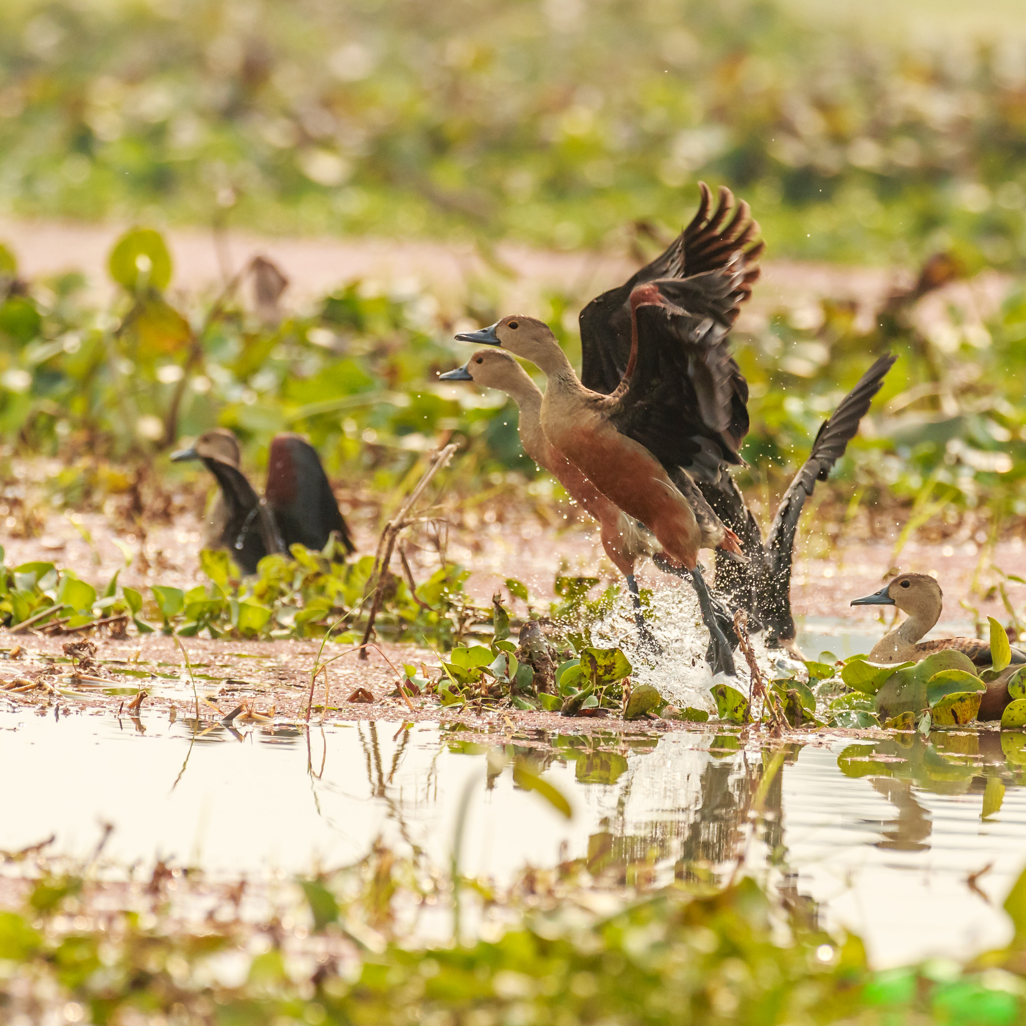 Canon EOS 70D sample photo. Lesser whistling ducks taking off photography