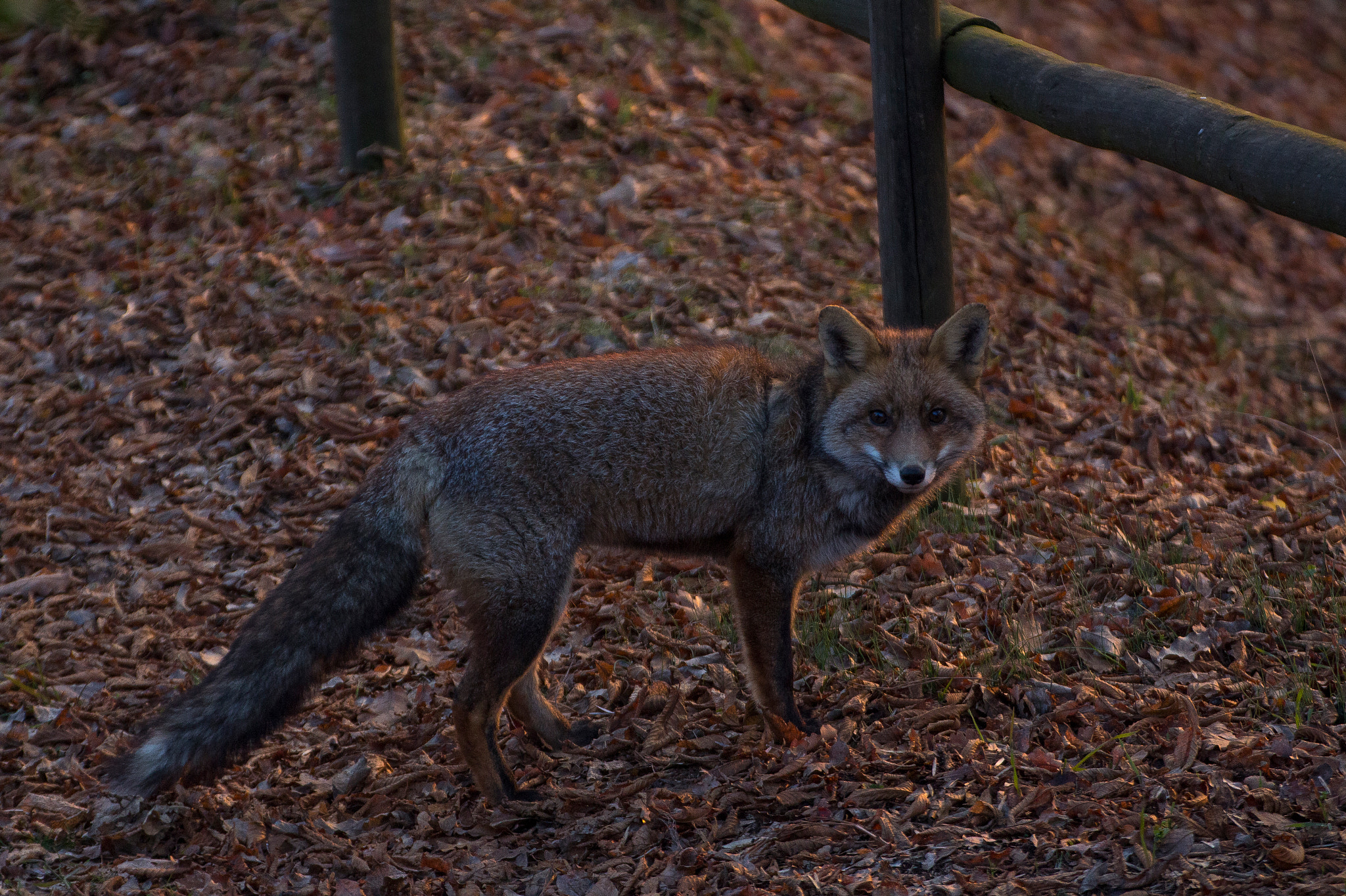 Canon EOS 700D (EOS Rebel T5i / EOS Kiss X7i) + Tamron SP 35mm F1.8 Di VC USD sample photo. Fox surprise photography