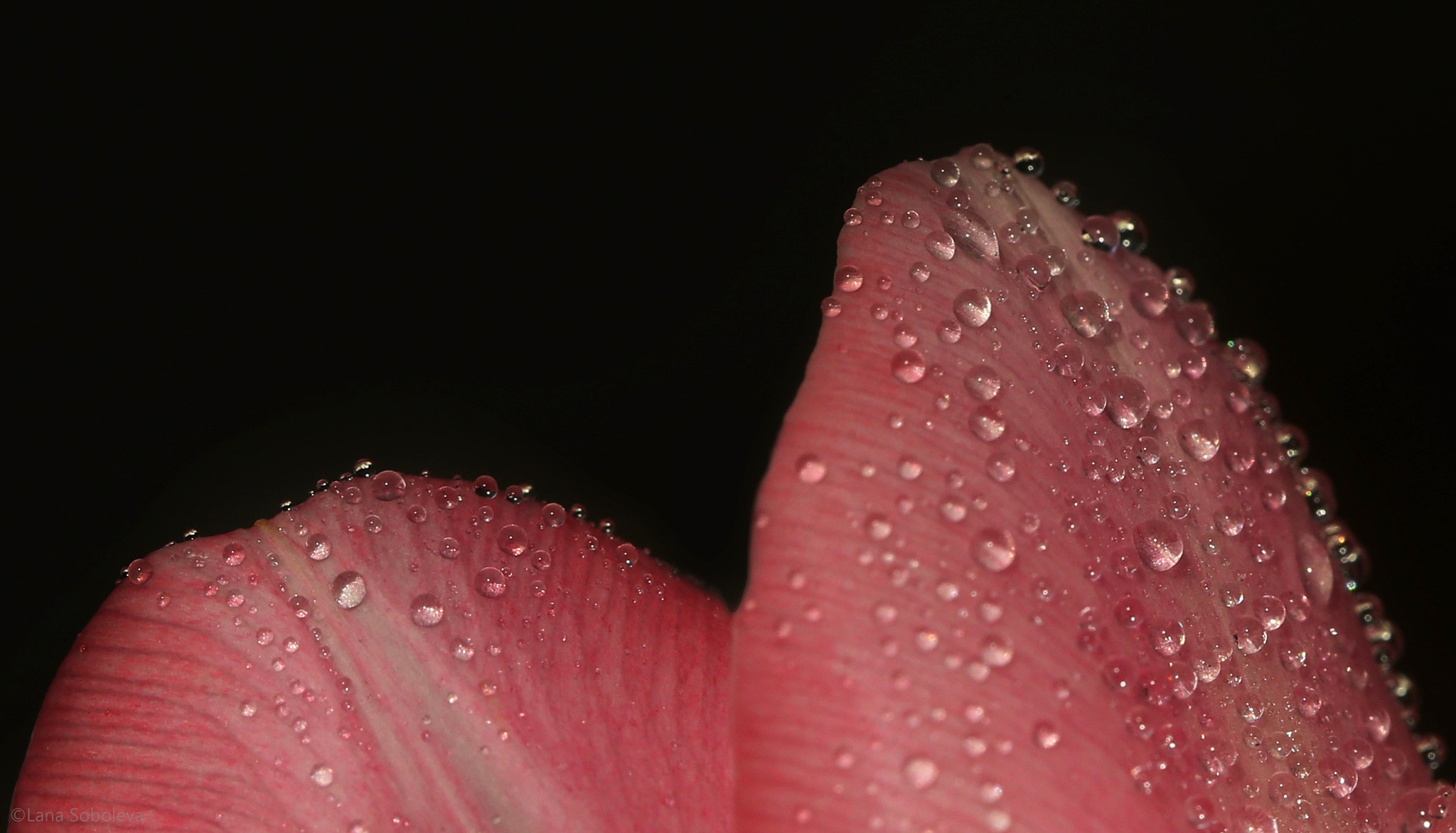 Canon EF 100mm F2.8L Macro IS USM sample photo. Beaded photography