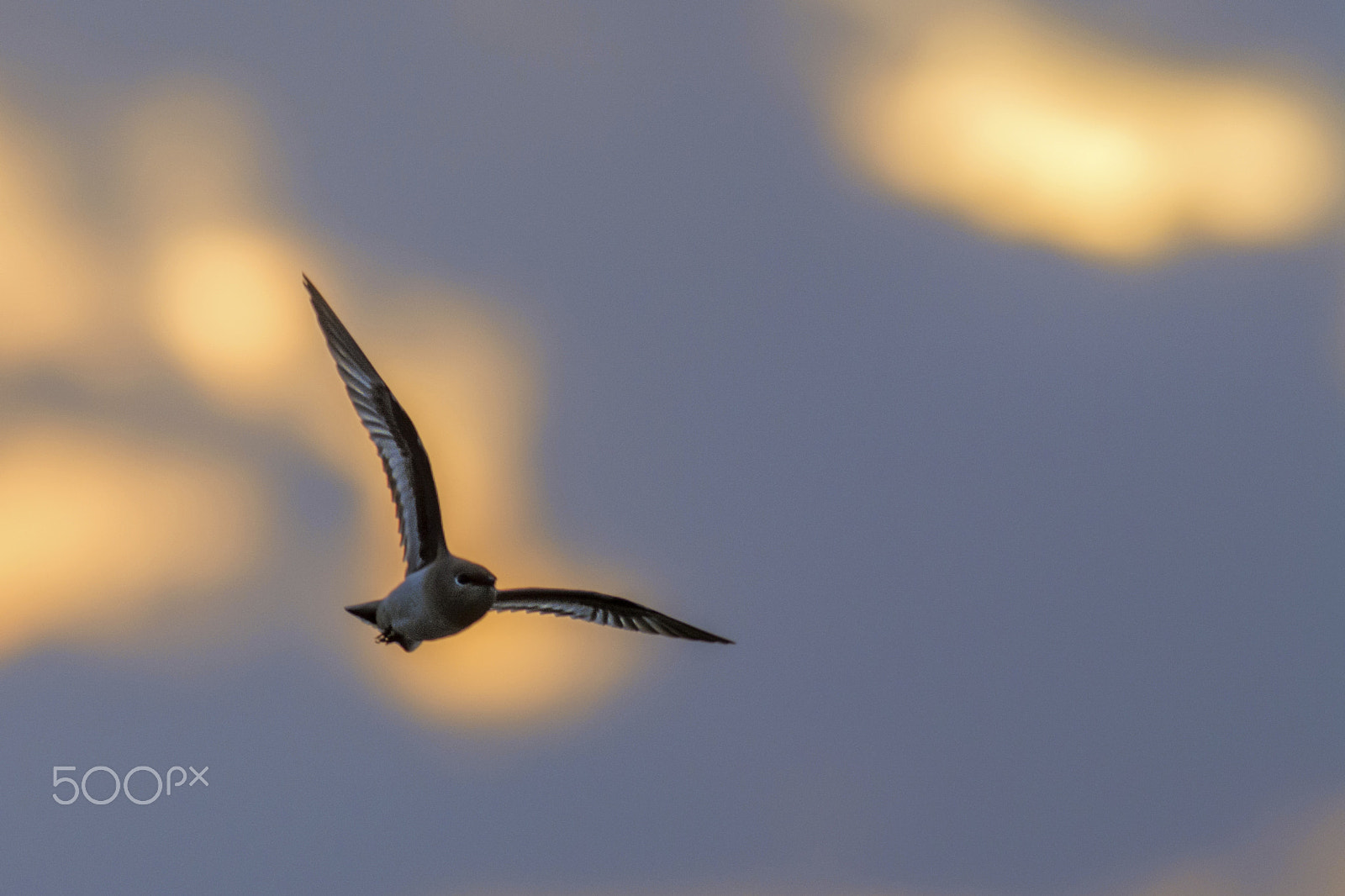 Nikon D7100 sample photo. Small pratincole (glareola lactea) photography