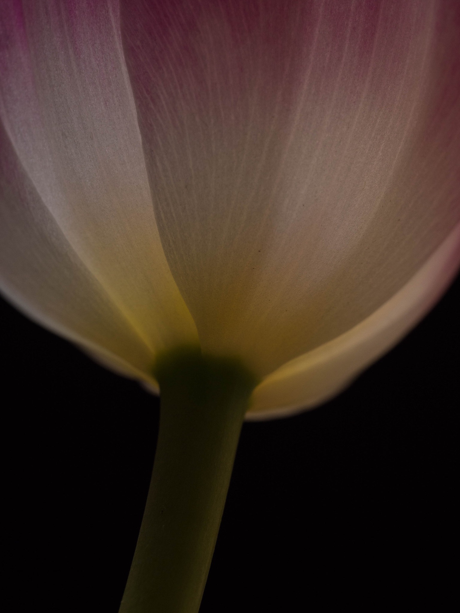 Panasonic Leica DG Macro-Elmarit 45mm F2.8 ASPH OIS sample photo