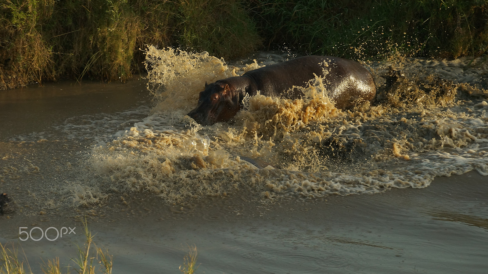 Sony SLT-A57 sample photo. Tanzania safari photography